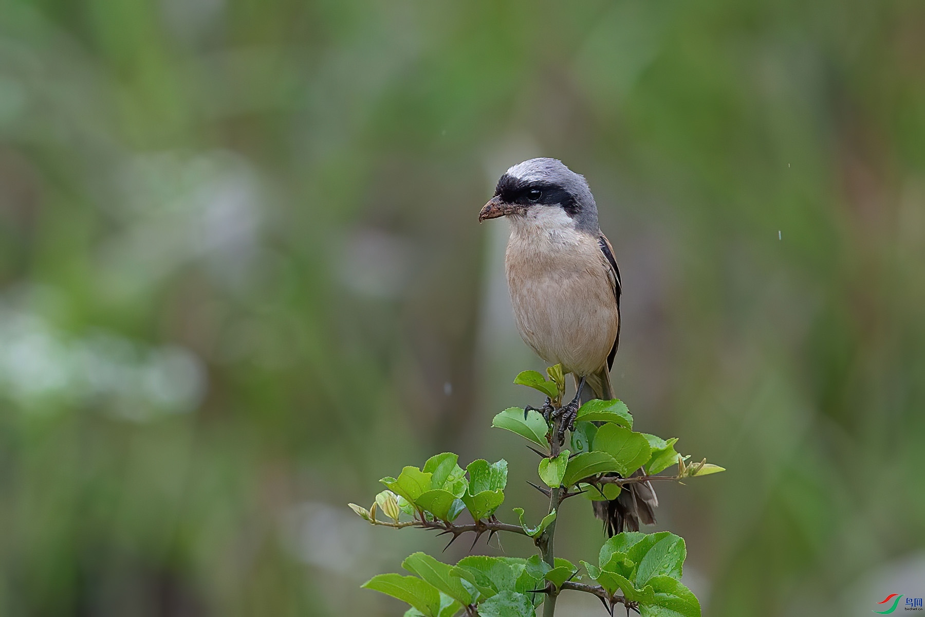 �ر�����1