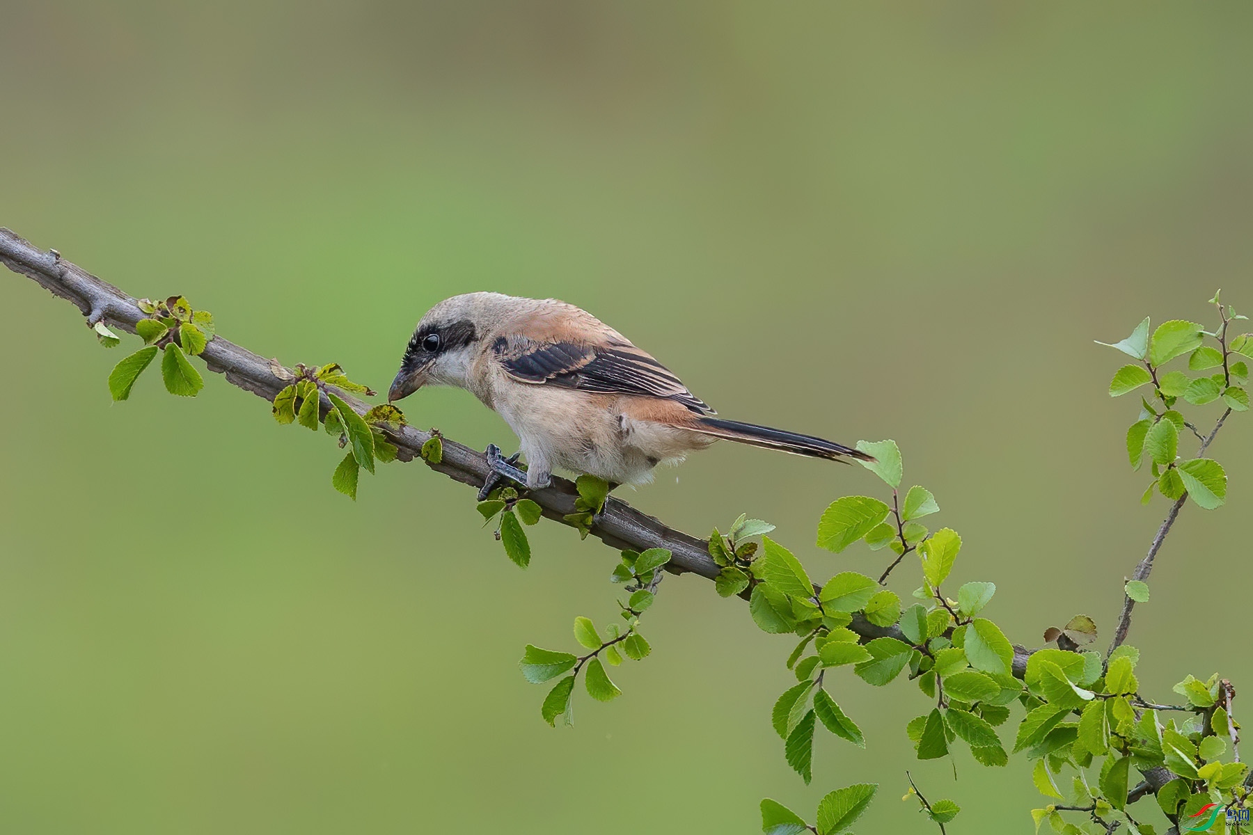 �ر�����2