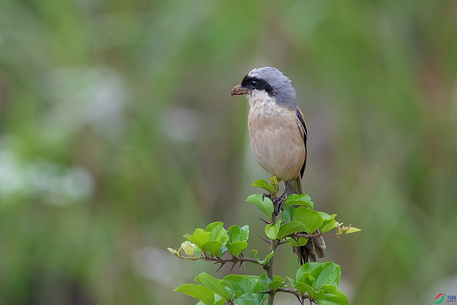 �ر�����4