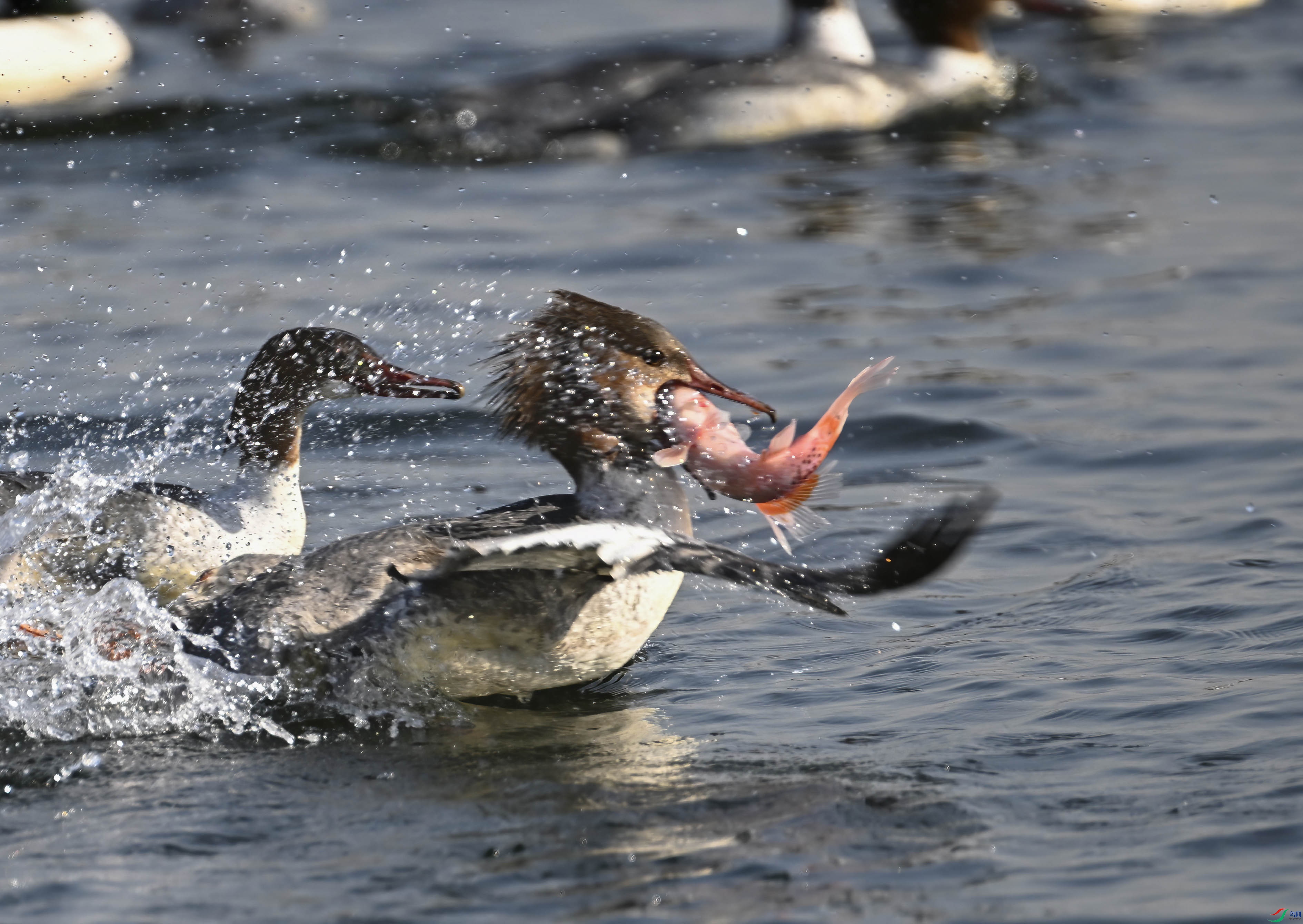 DSC_0259 ����.jpg