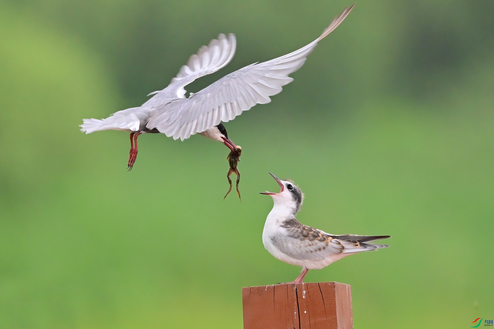 DSC_1362-V.jpg