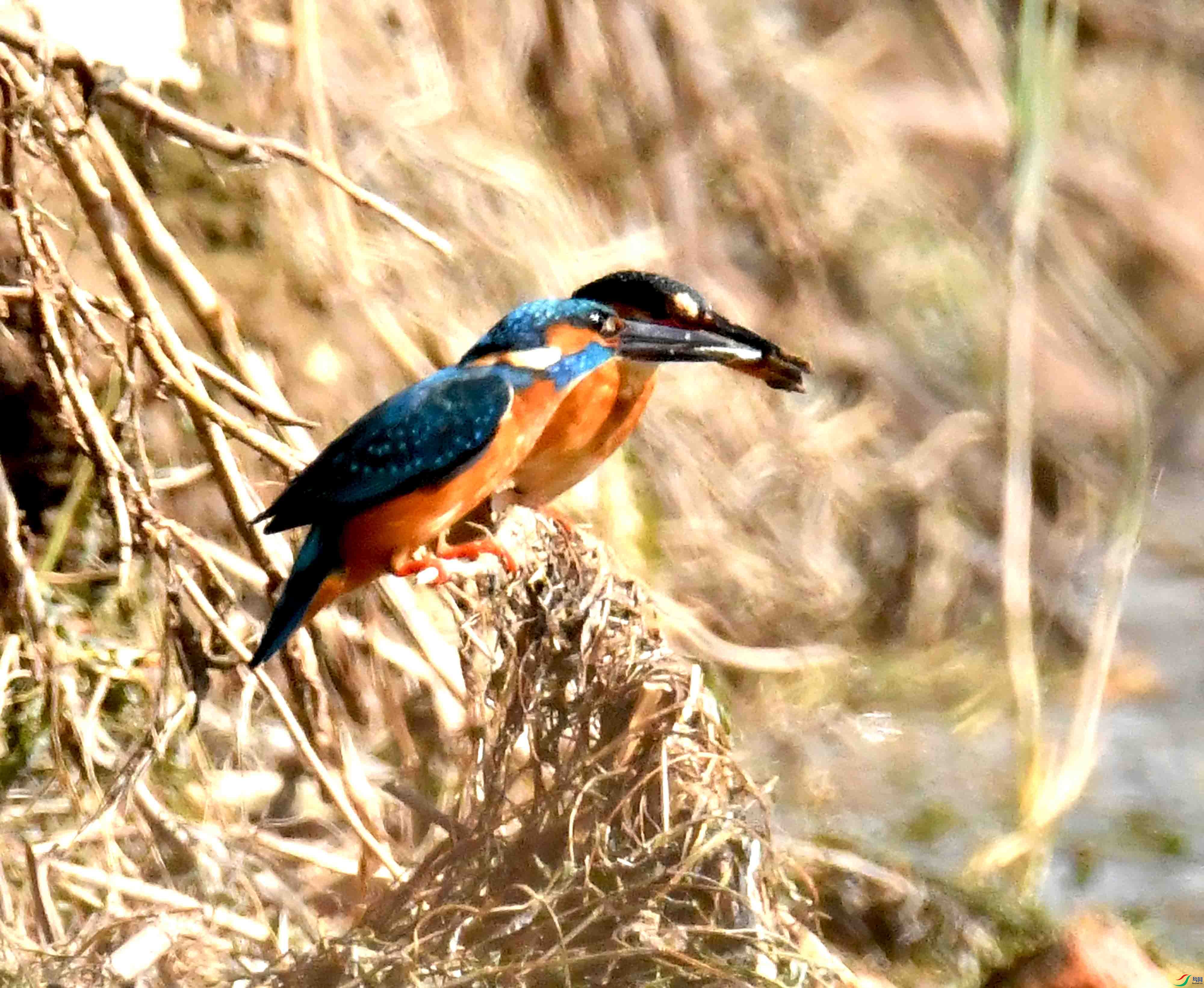 DSC_6724.JPG