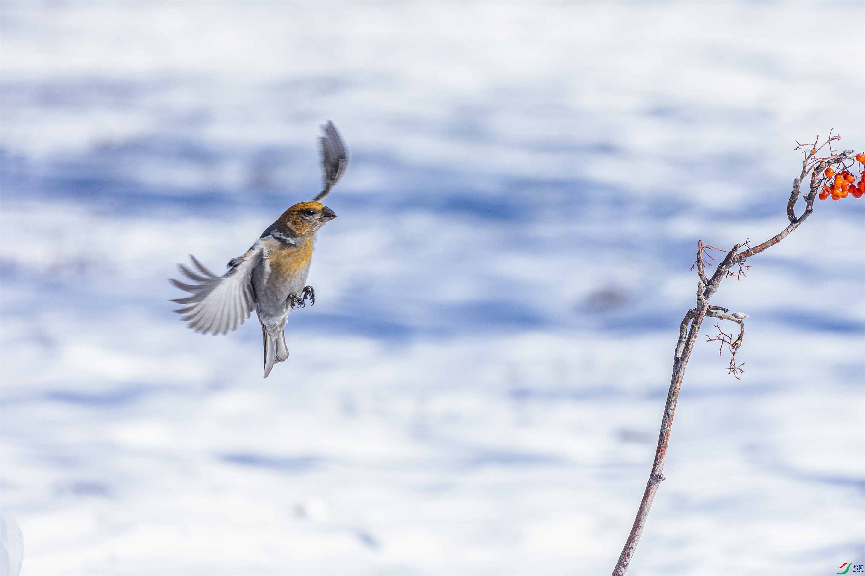 1K3A4020 ����1.jpg