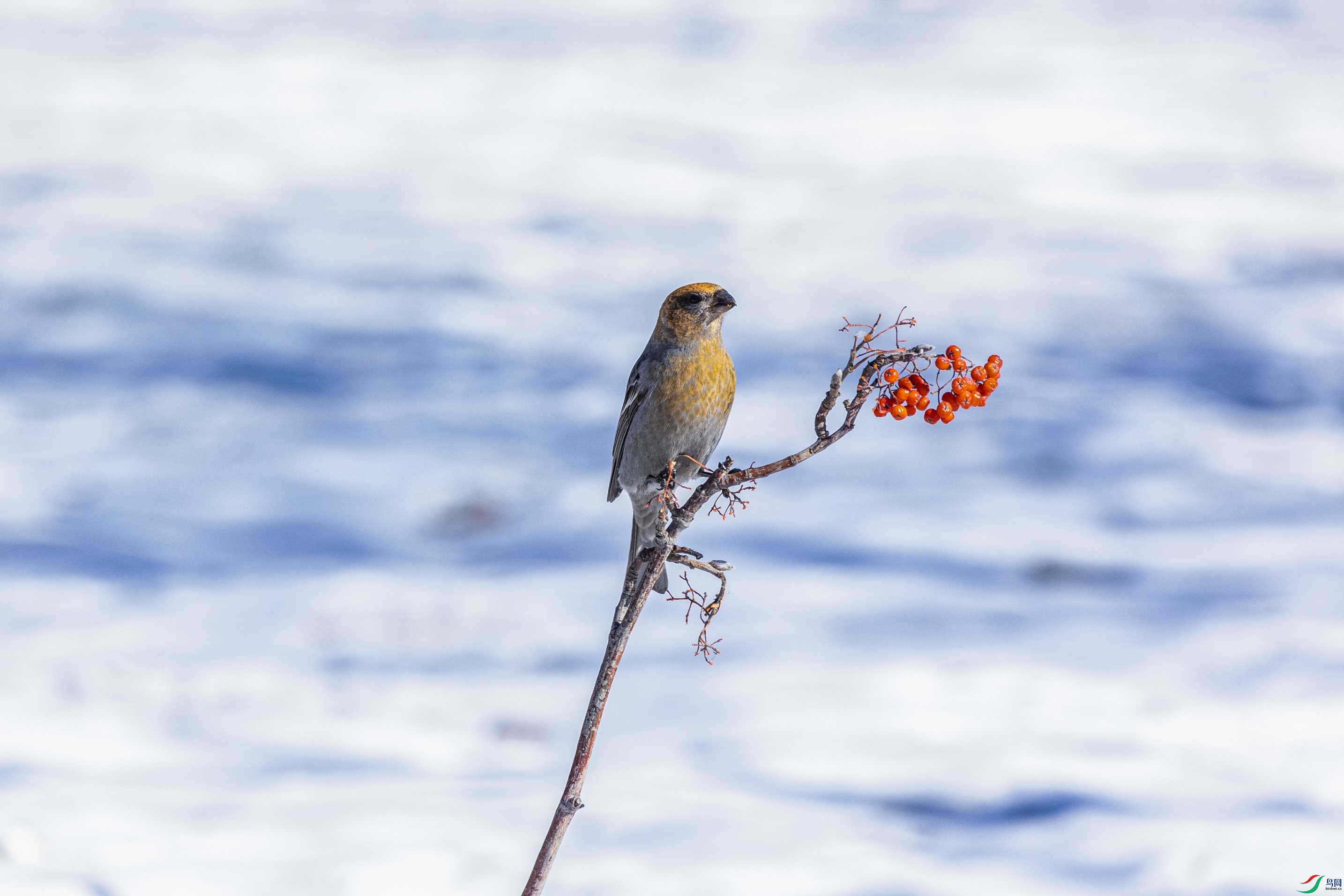 1K3A4026 ����1.jpg