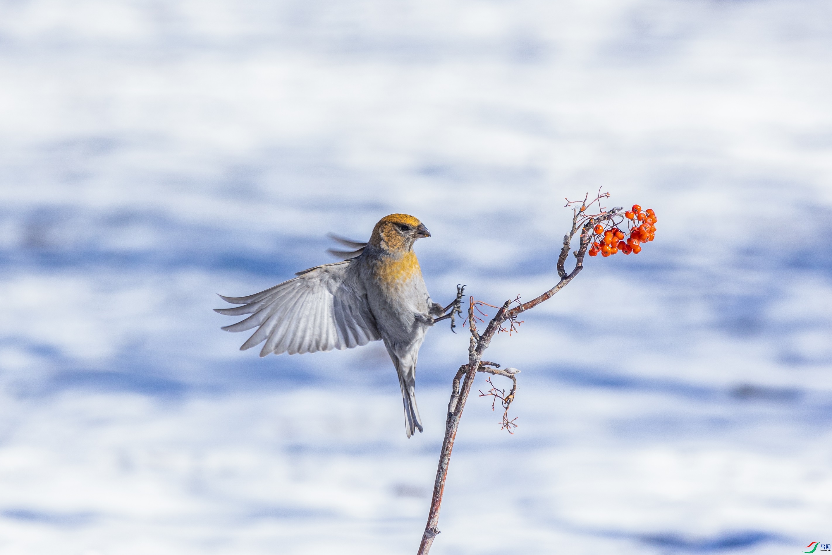 1K3A4023 ����1.jpg