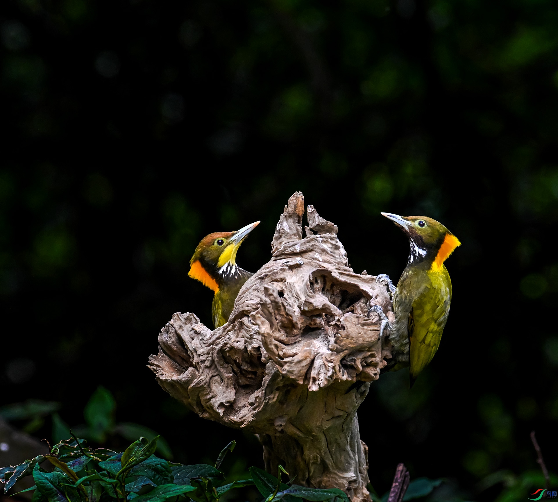 �ƹ���ľ��