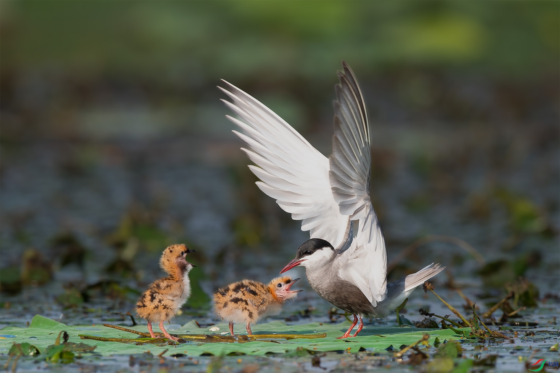 DSC_2049 ����.jpg