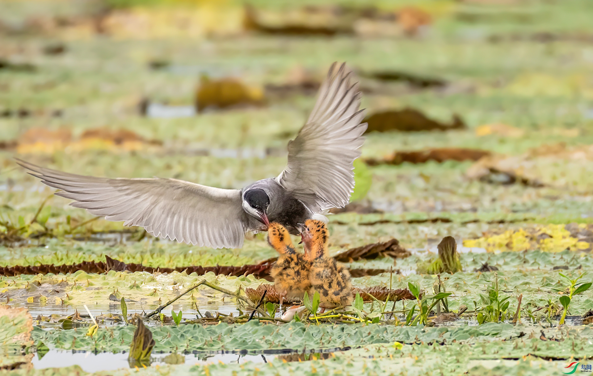 407A5896 ����-Sh----1 .jpg