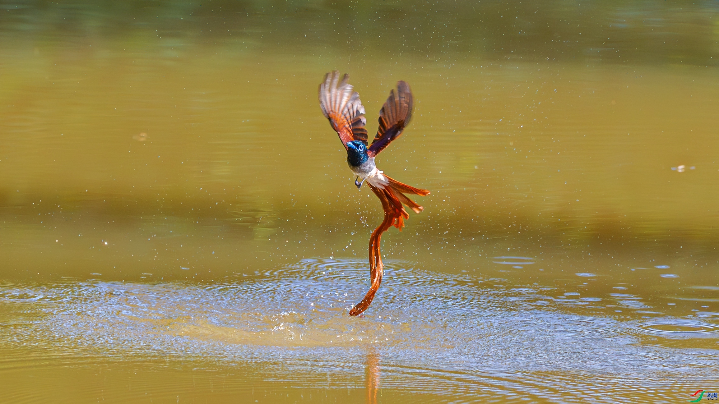 ÿ�ռ���  ��ˮ ���� �䱾���� �ܶ�.jpg