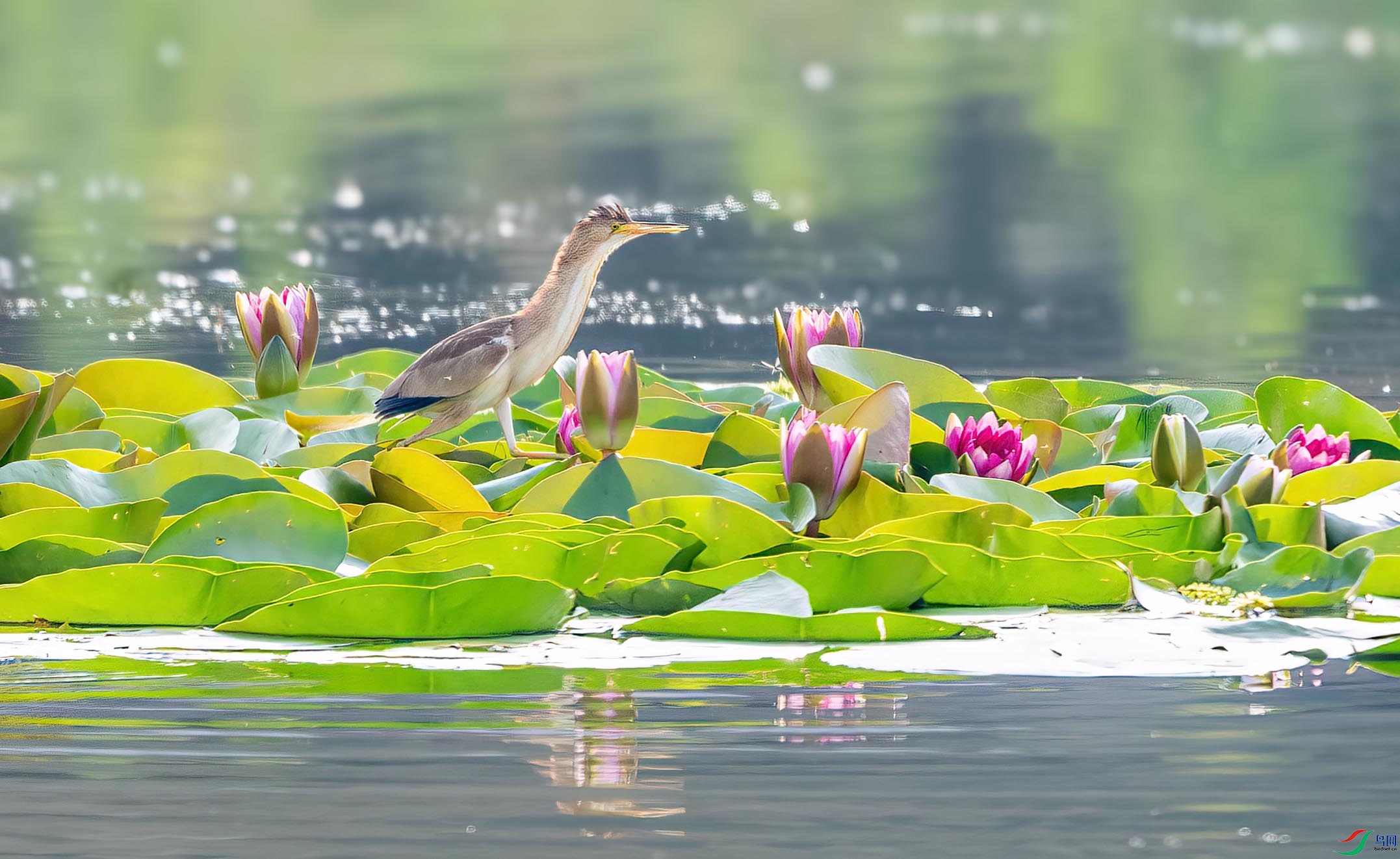 DSC_7324 ����.jpg