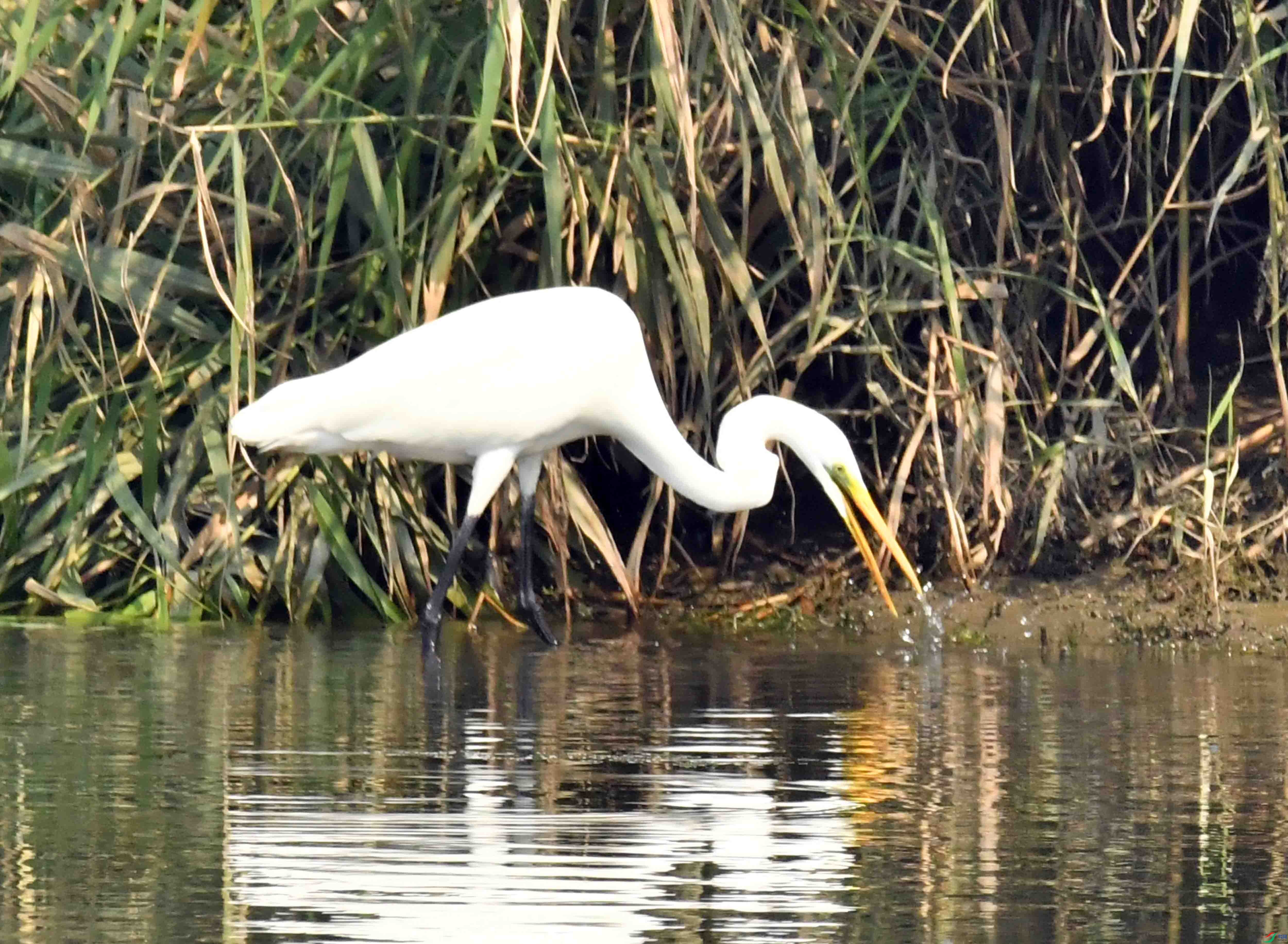 DSC_3318.JPG