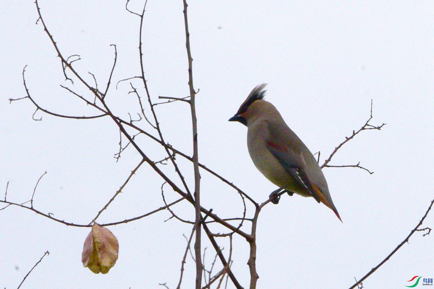 DSC_6132.JPG