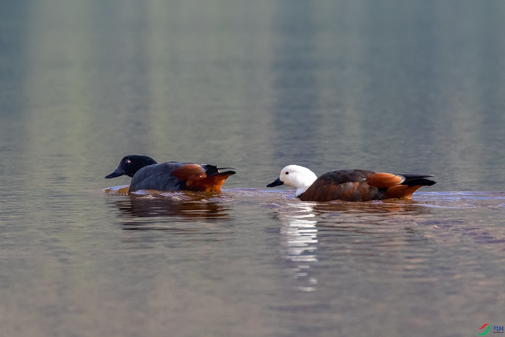 ������Ѽ----��ˮԸΪԧ����