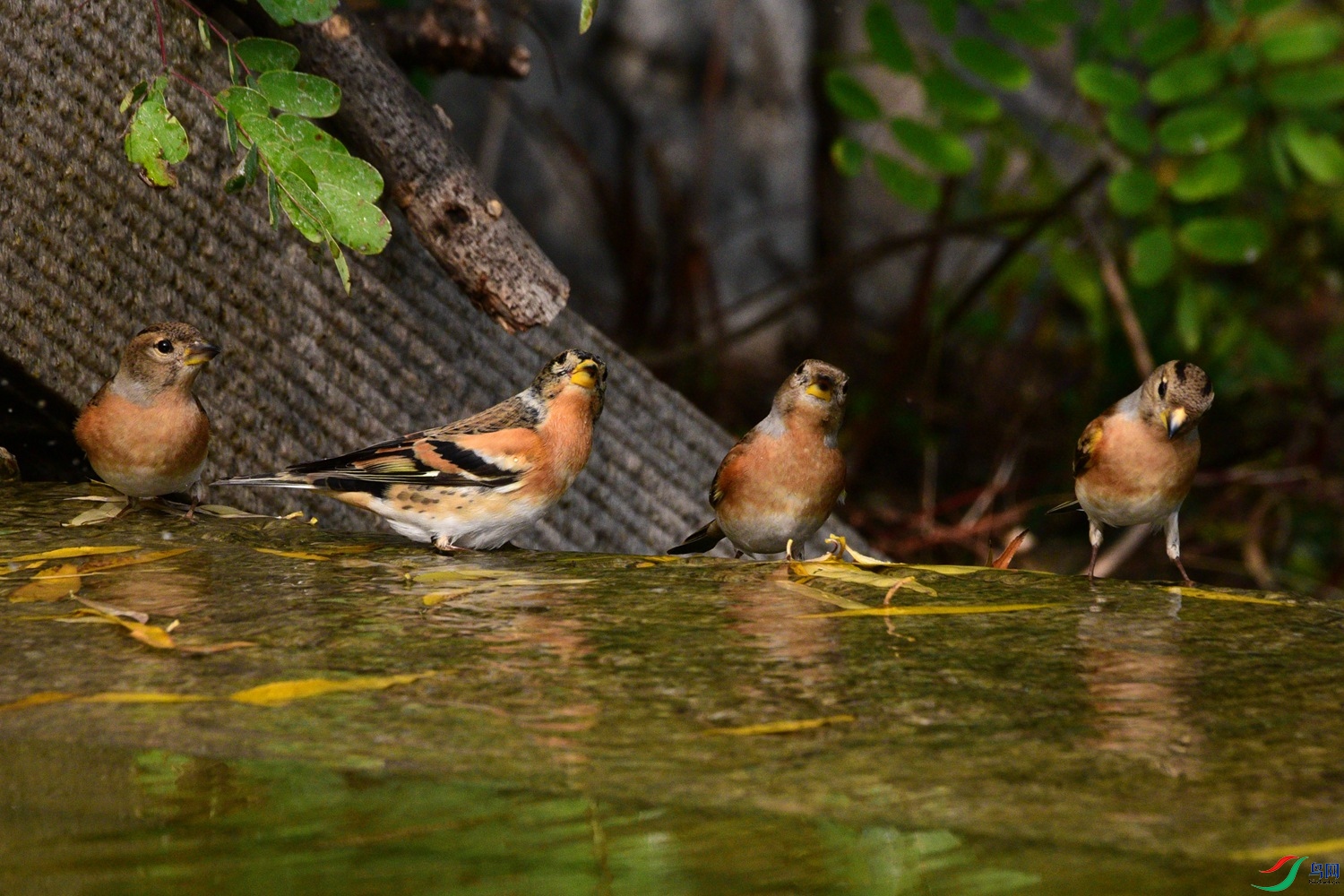 DSC_6423.JPG