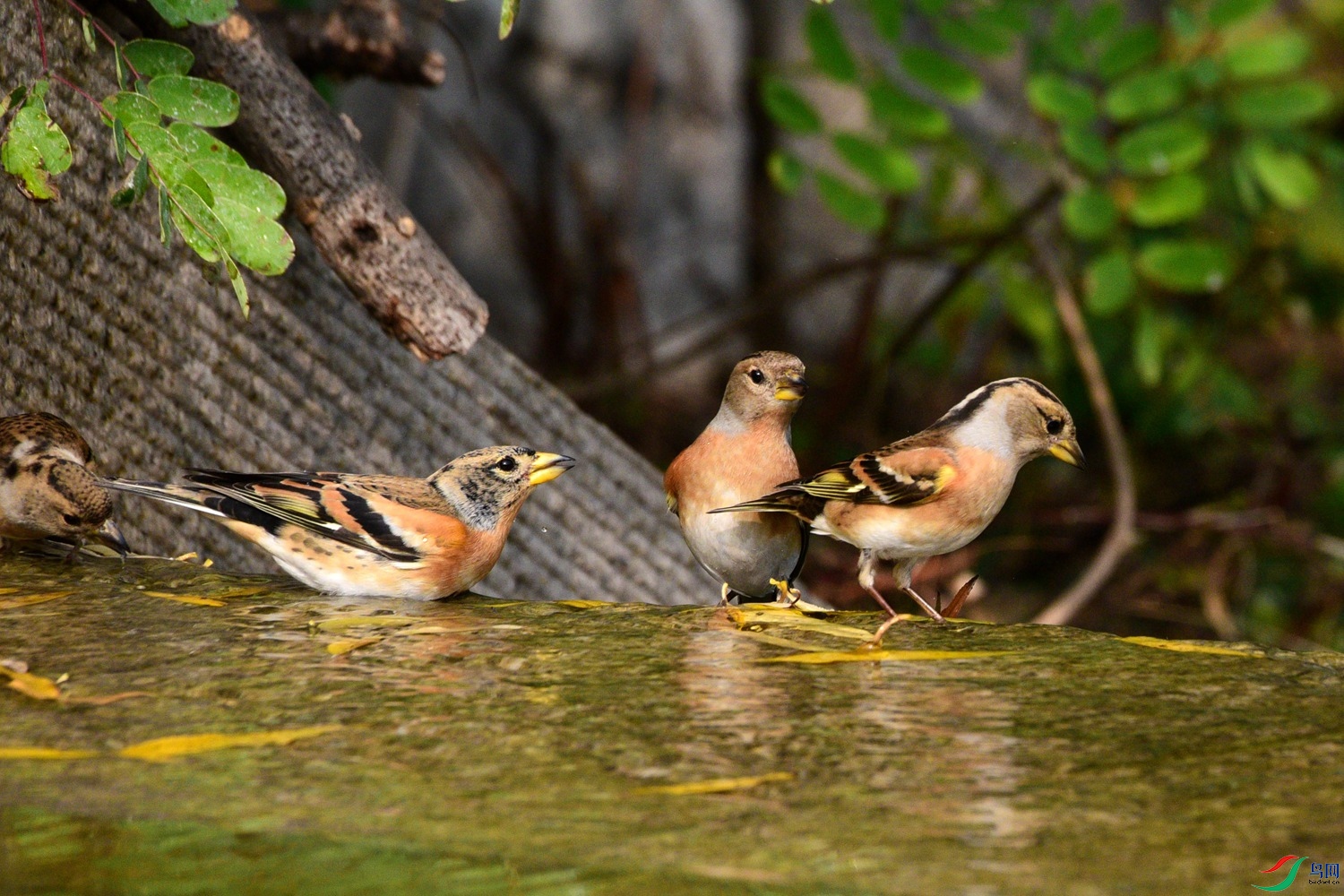 DSC_6426.JPG