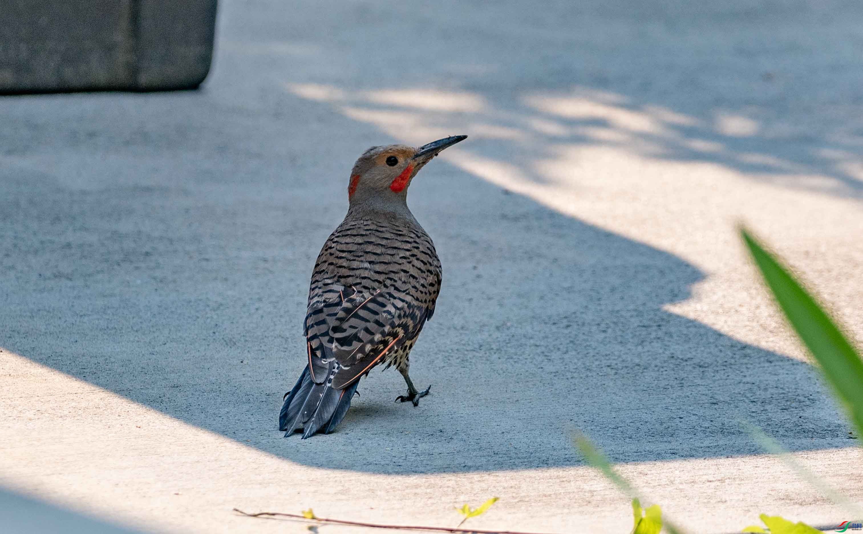 DSC_0043 2.jpg