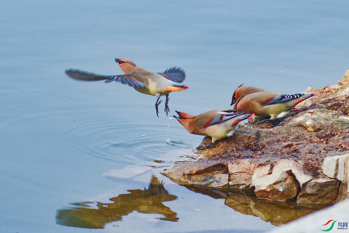 DSC_5347--.jpg
