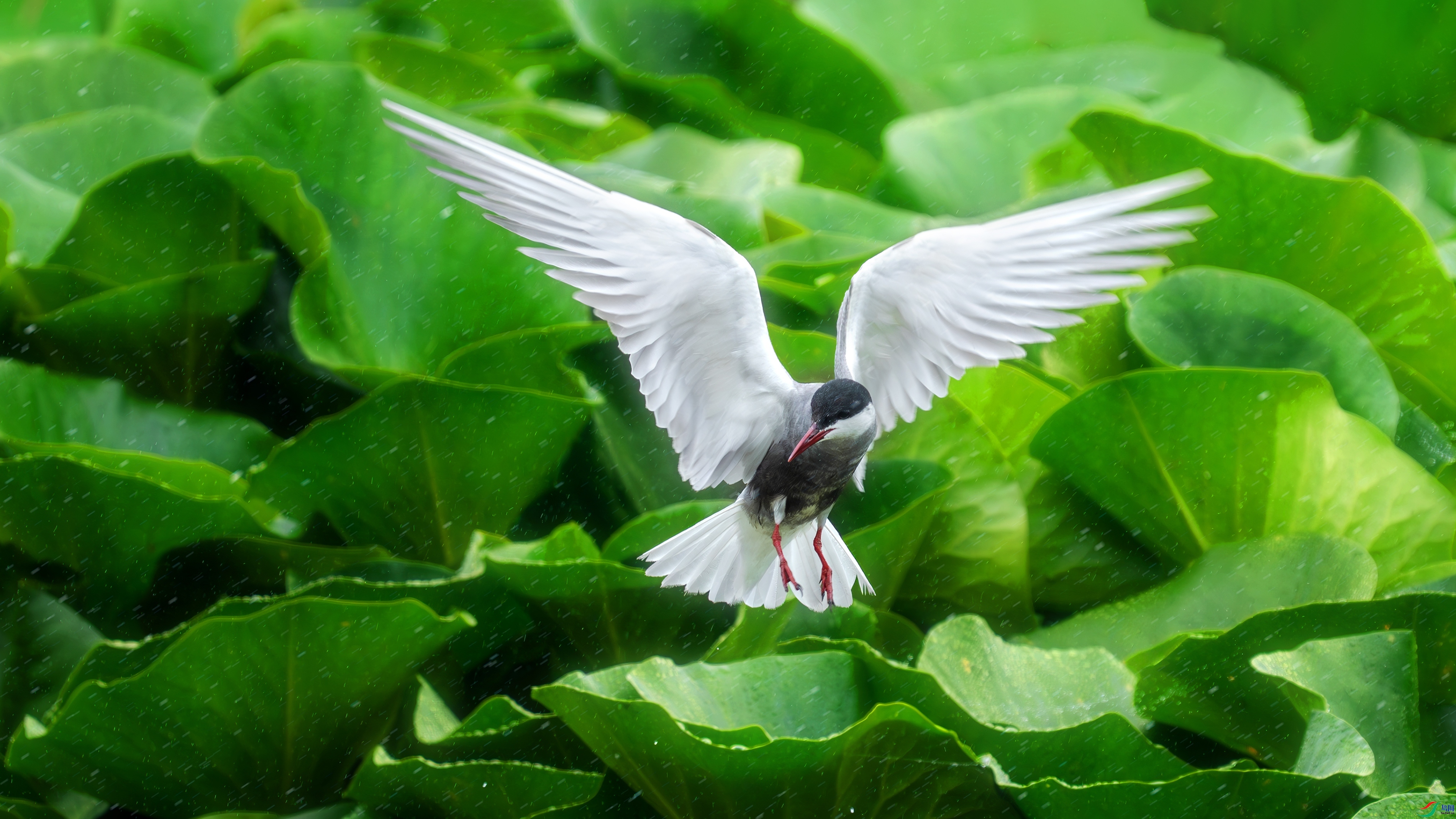 ���з� ���� С�׺� ��һ.jpg