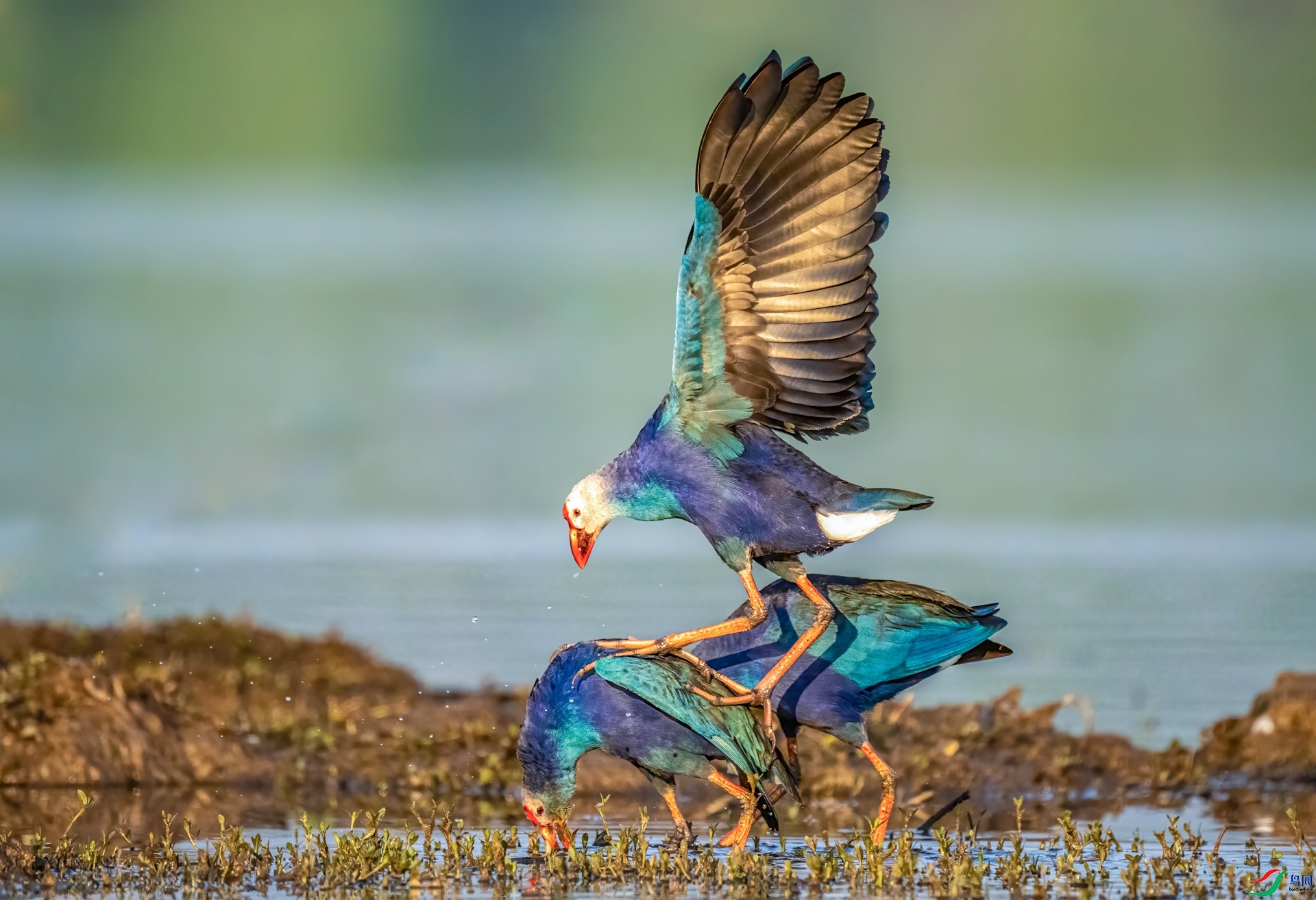 �ȱ� ���� ������ �ܶ�.jpg