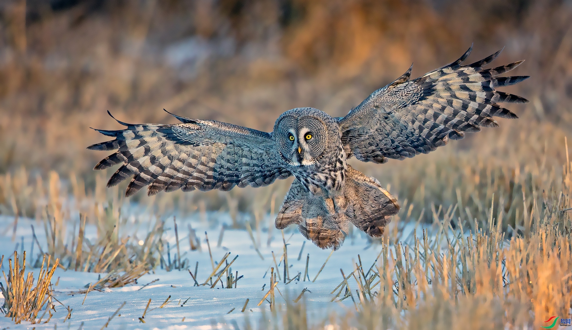 ����������^ ���� ������� ����.jpg