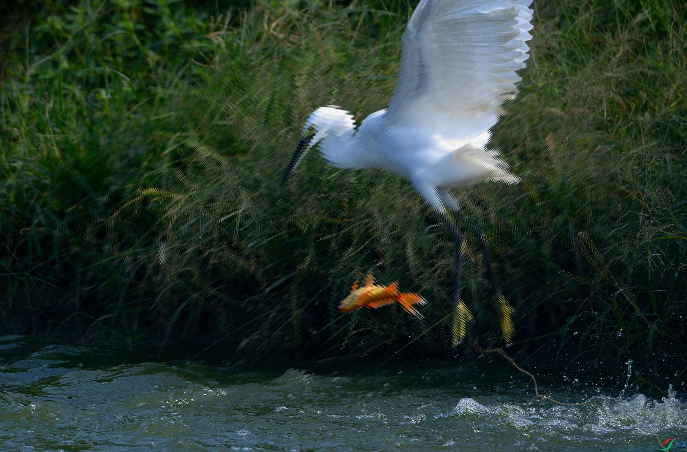 DSC_2517.JPG