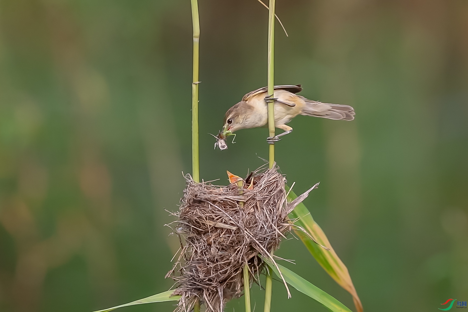 A47I9248 ���� 2.jpg