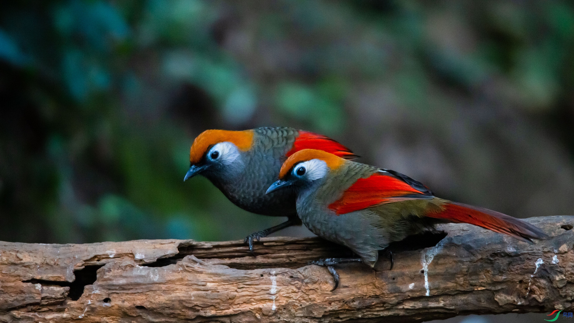 ��β����