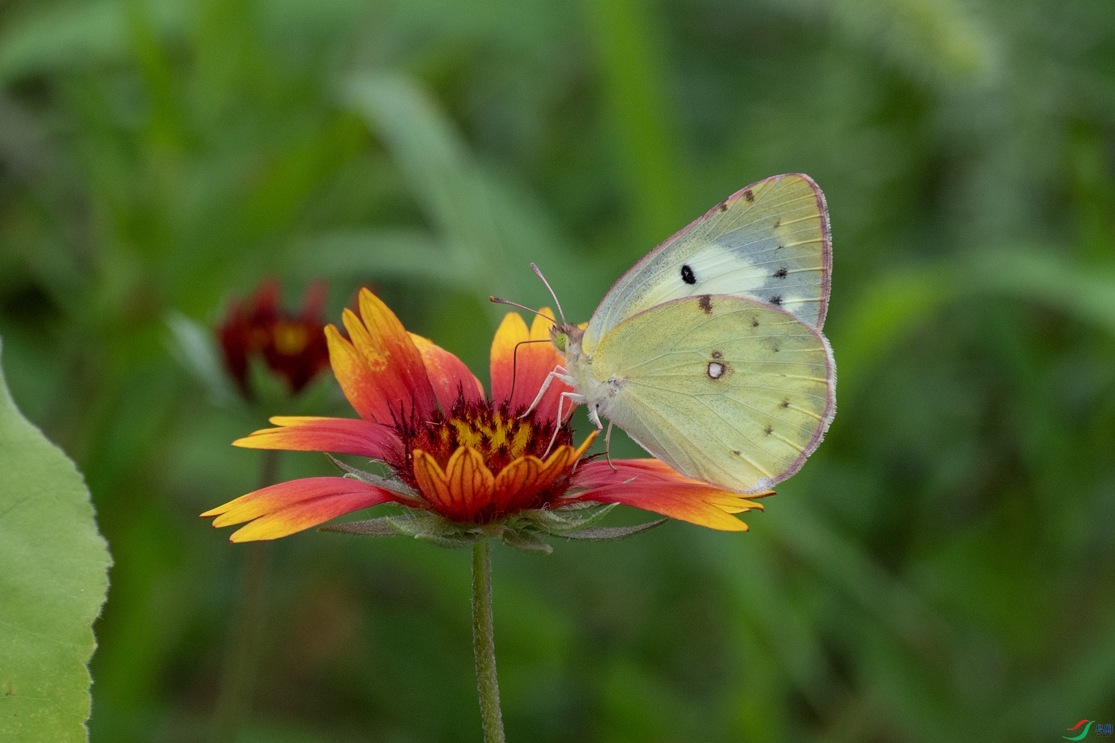 DSC_3433 ����.jpg