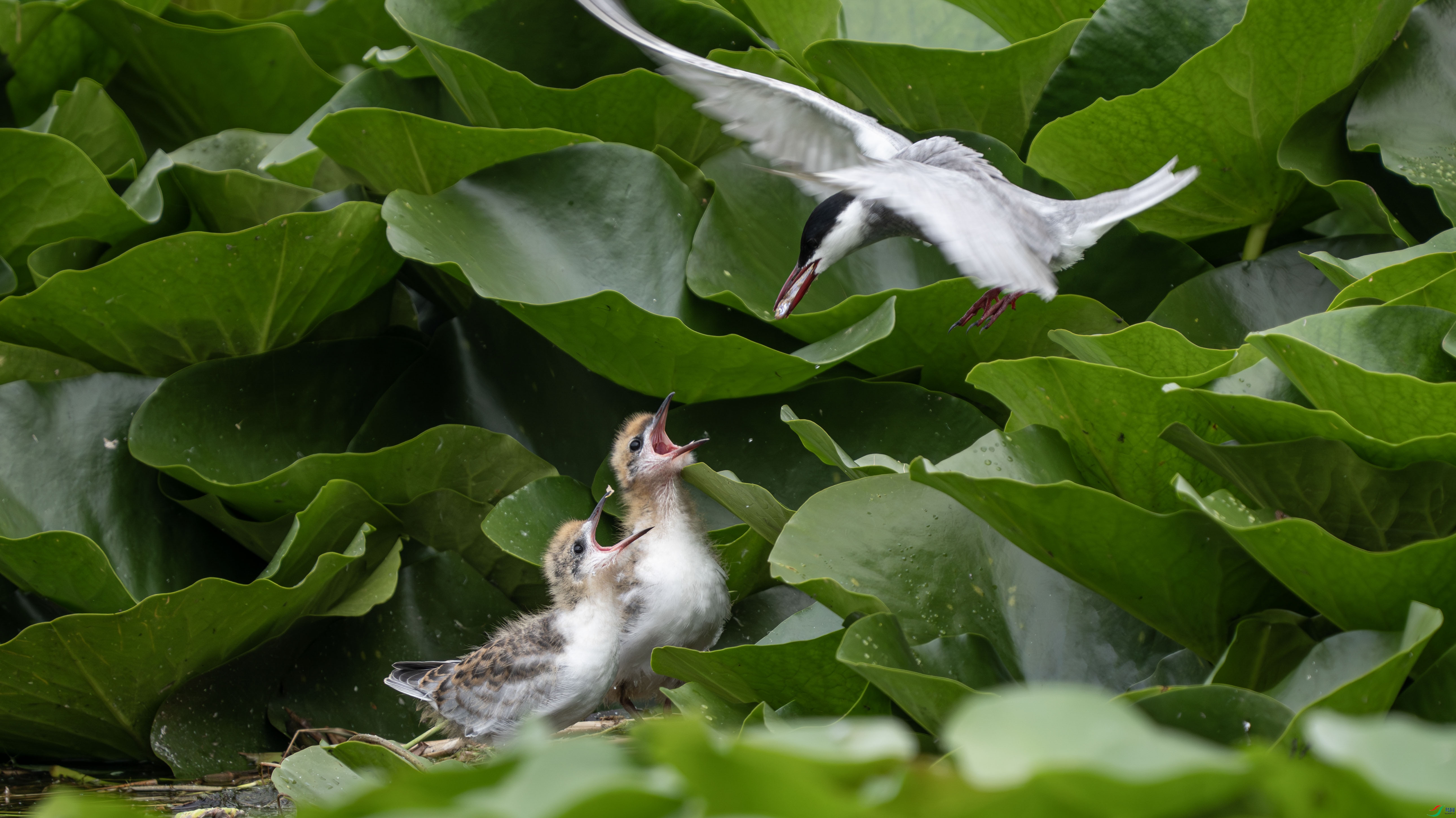 DSC05593_��ͼ��-����ǿ-NR ���� 2.jpg