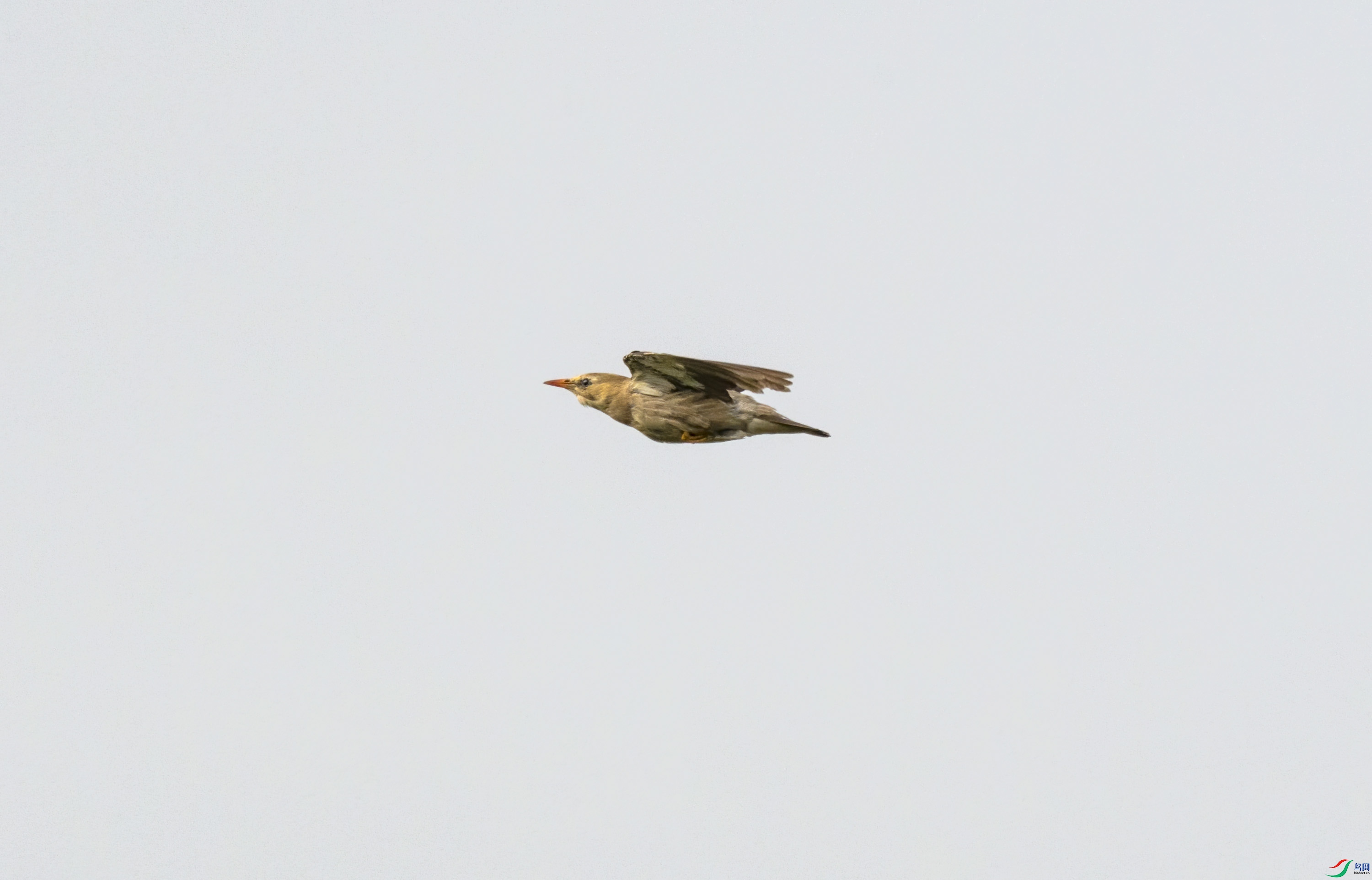 DSC_4626.jpg