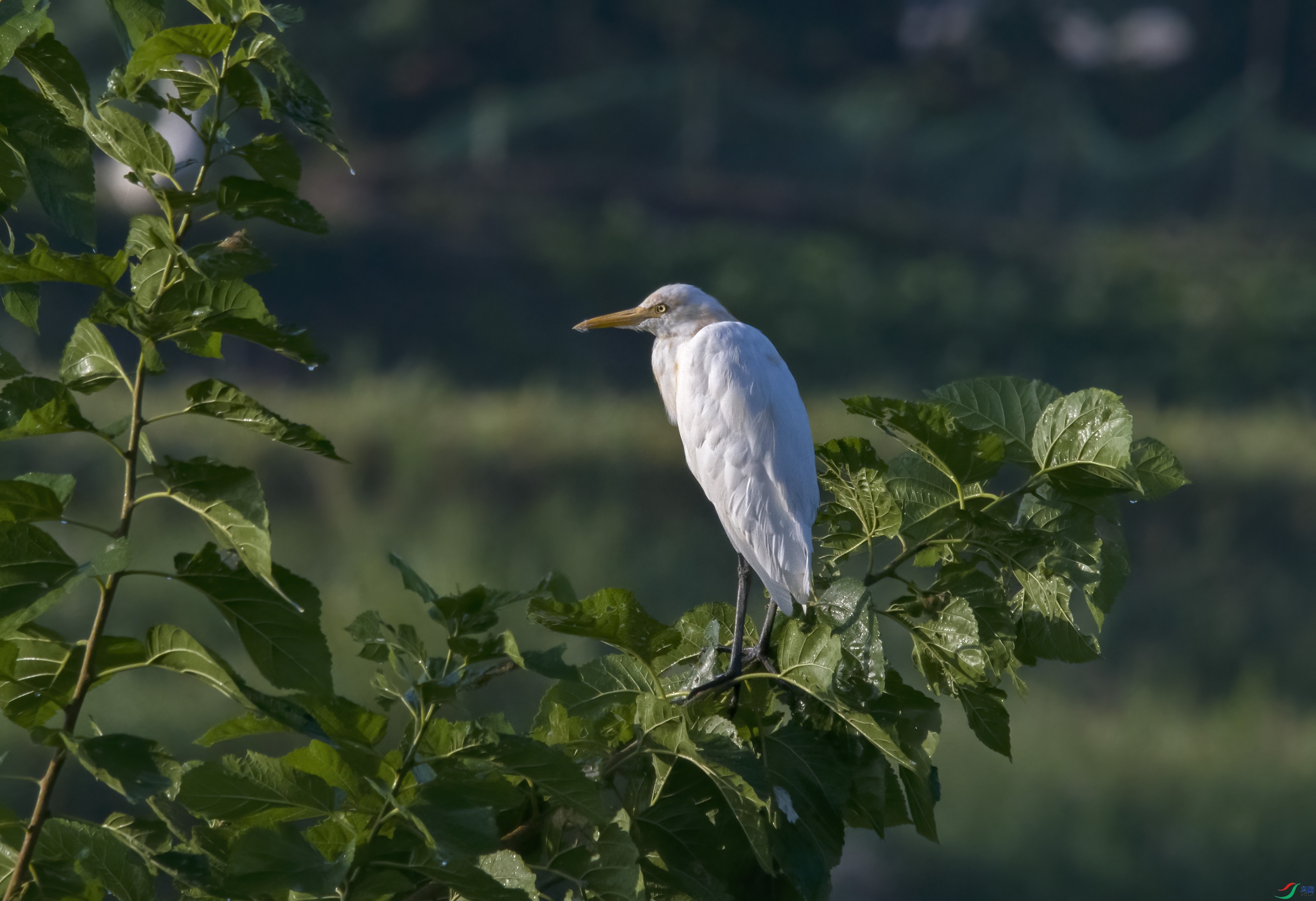 DSC_4679.jpg