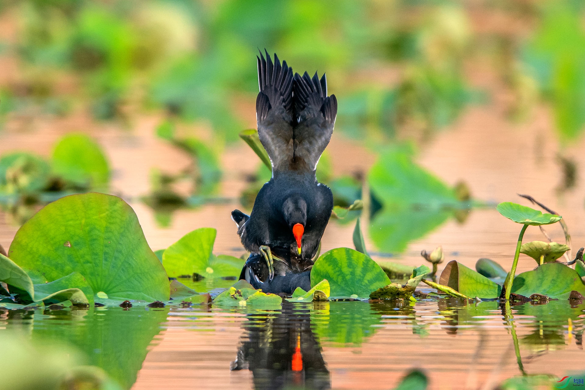 _AUU3515��ˮ��(24.5.7).jpg