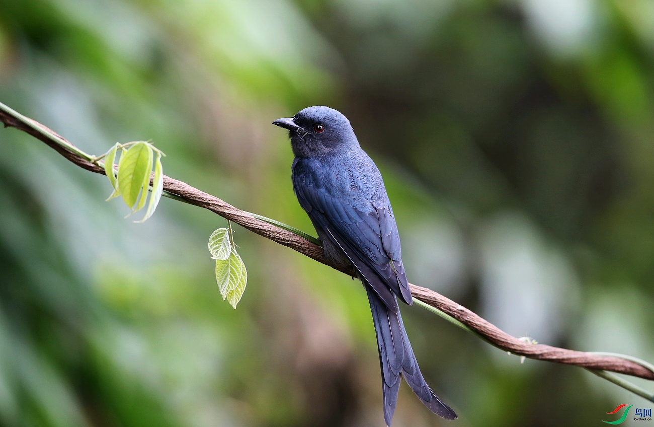 ���� IMGL0237.JPG