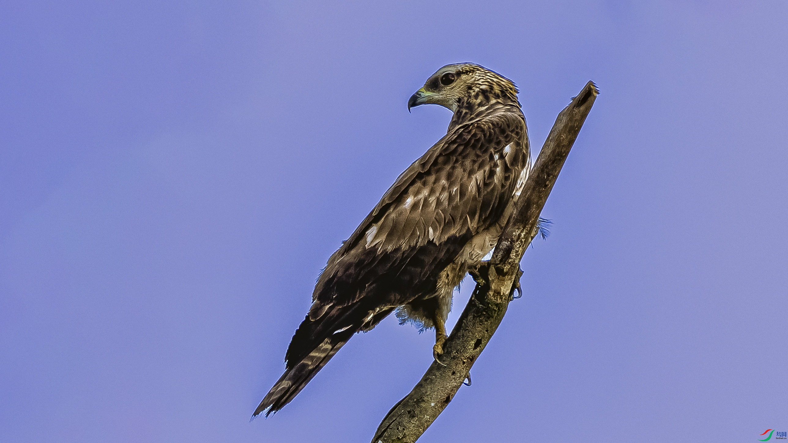 4Z6A8385.jpg