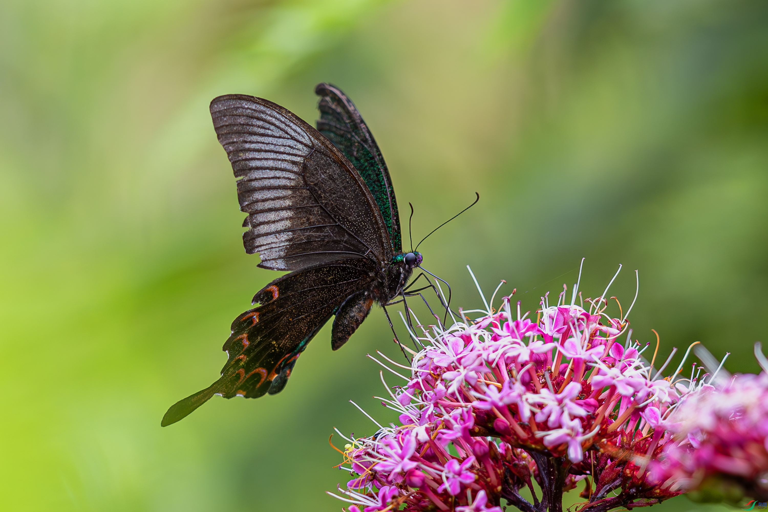 _72A7028-����ǿ-NR.JPG