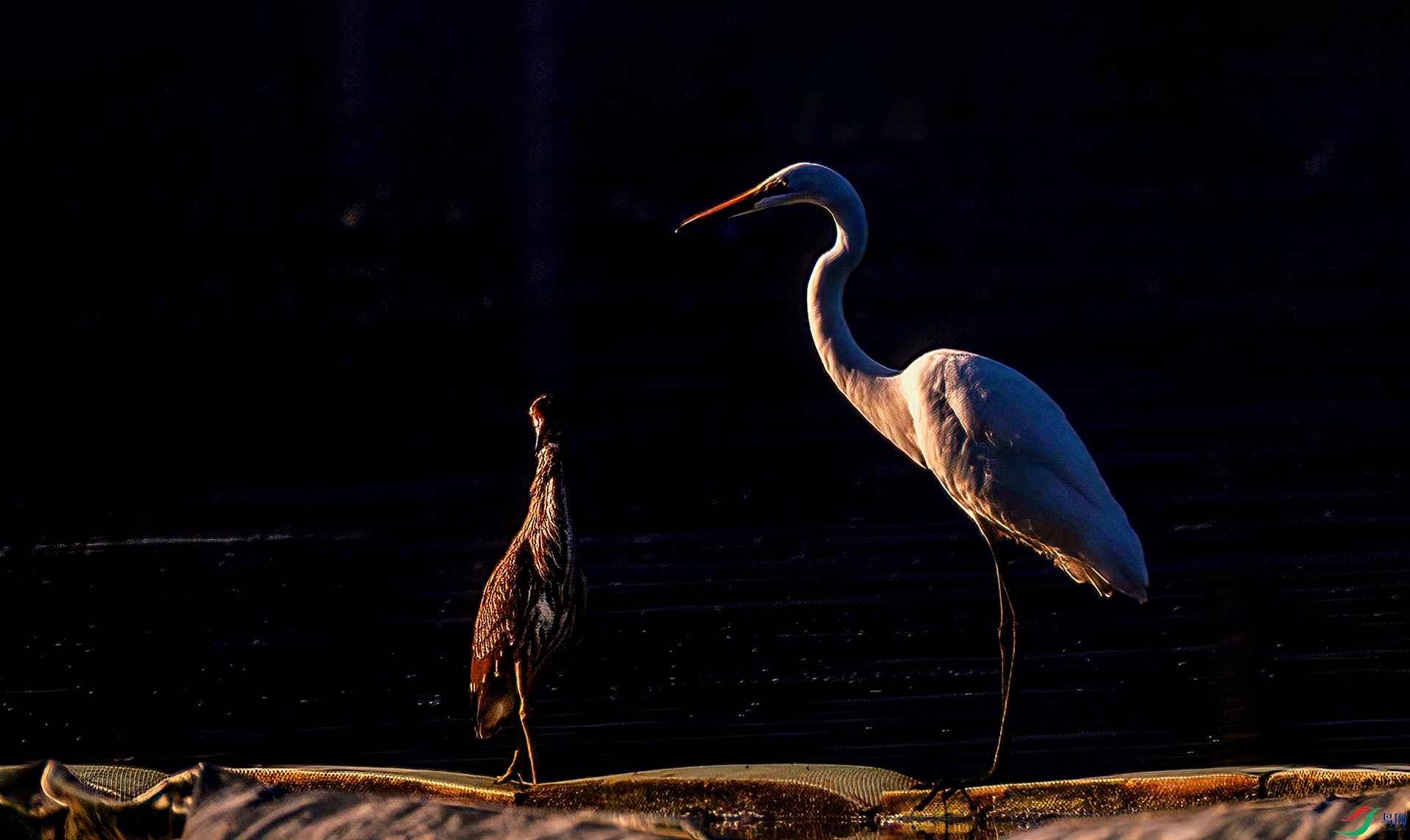 407A5295 ����-Sha---1 .jpg