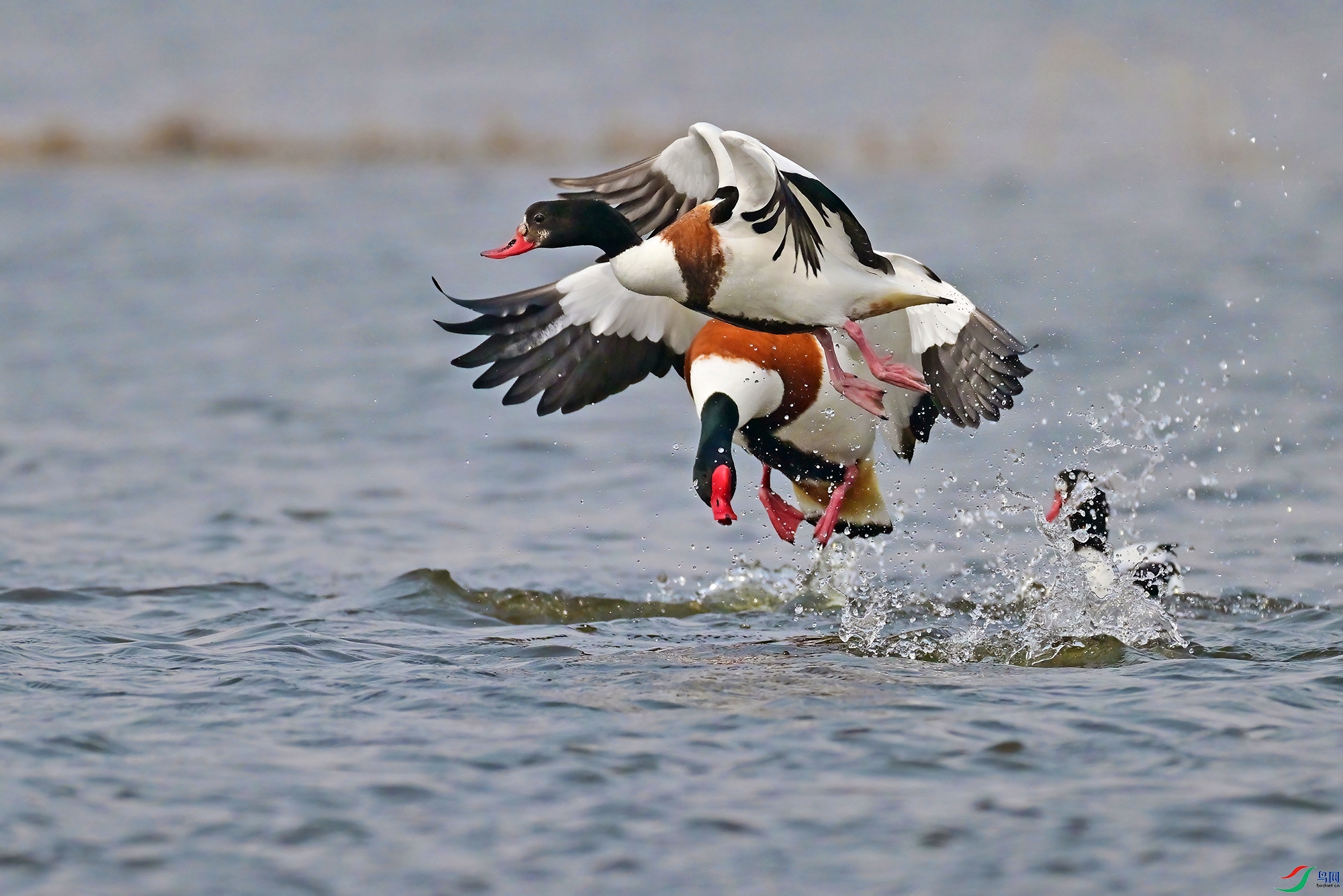 DSC_2297-V.jpg