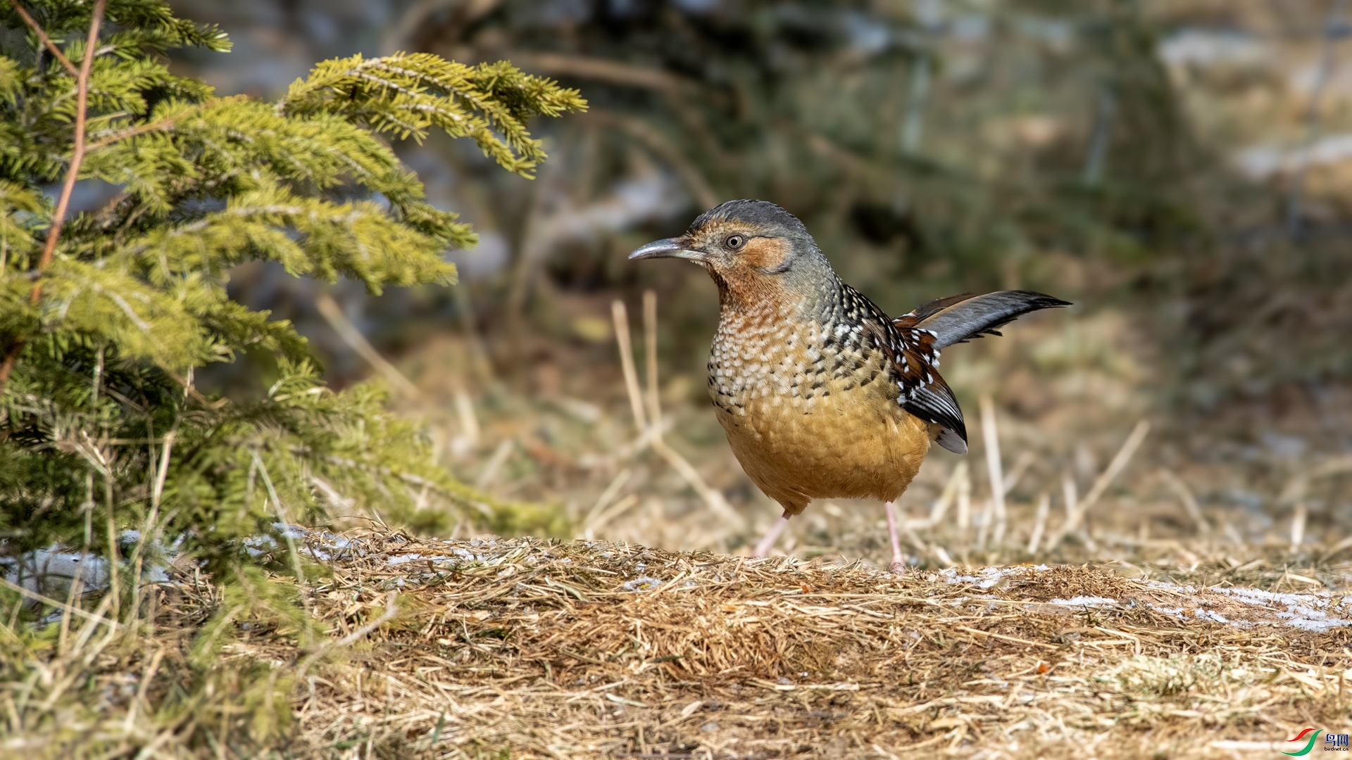 _DSC6132 ����_����.jpg