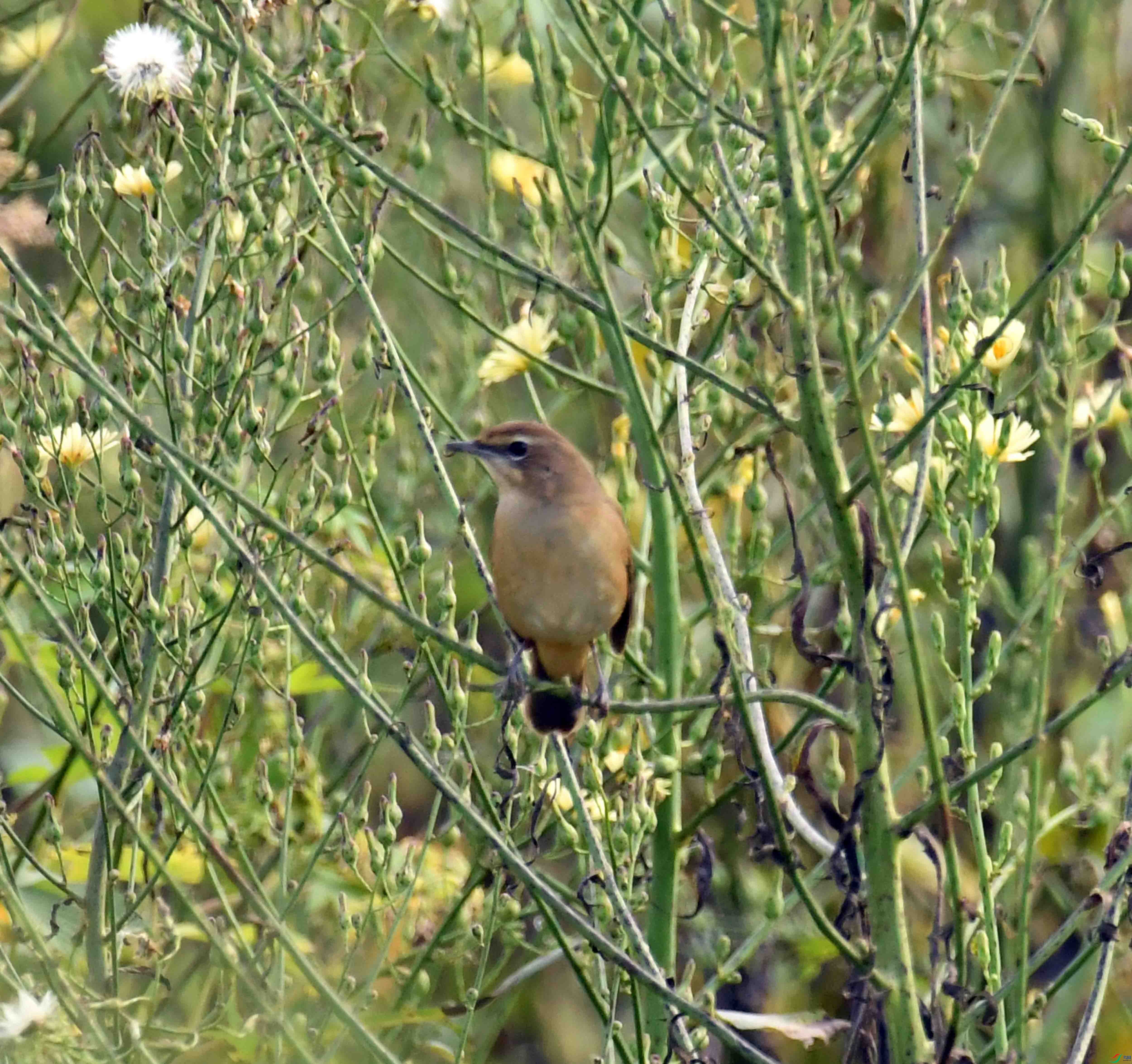 DSC_5940.JPG