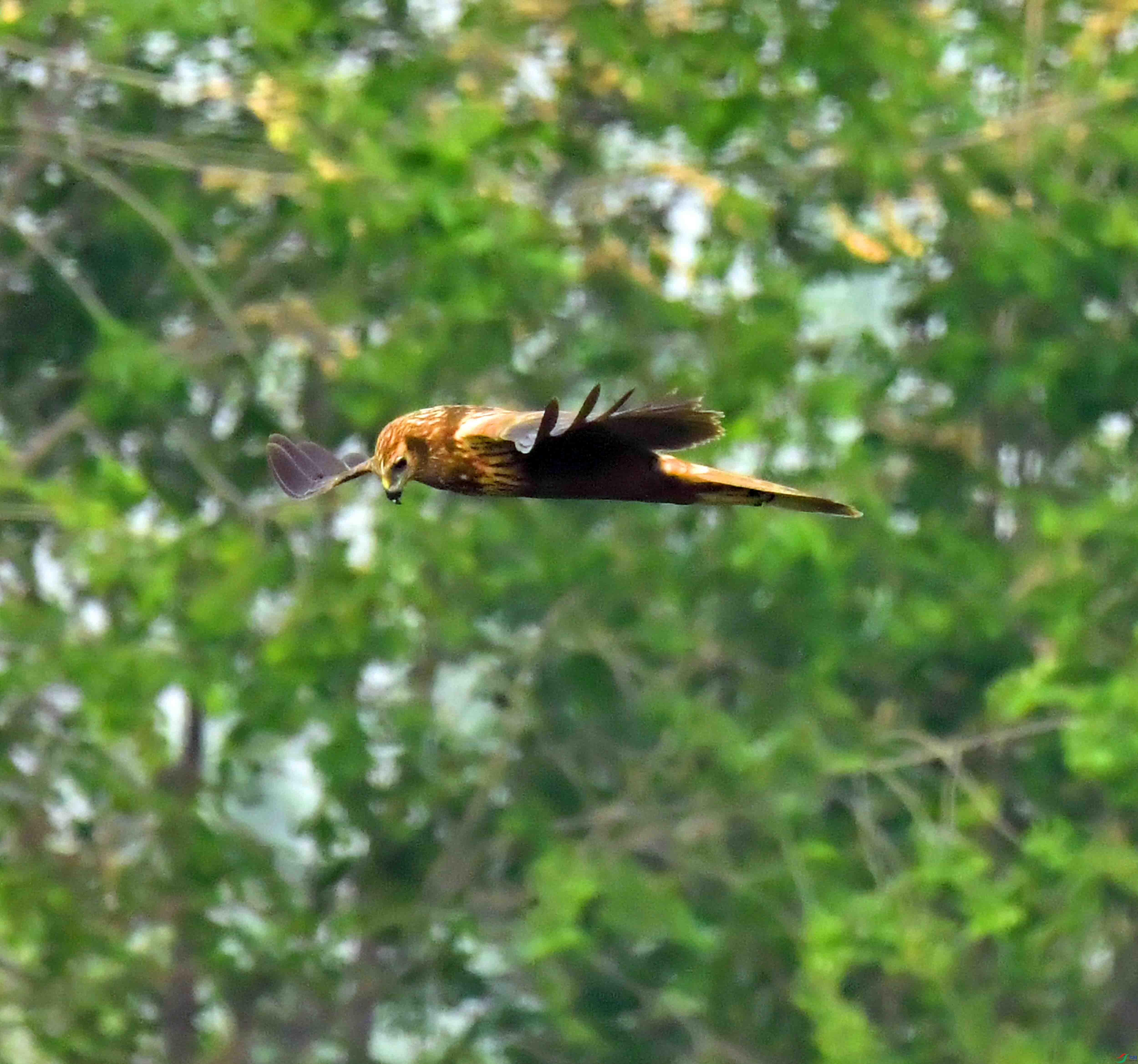 DSC_3053.JPG