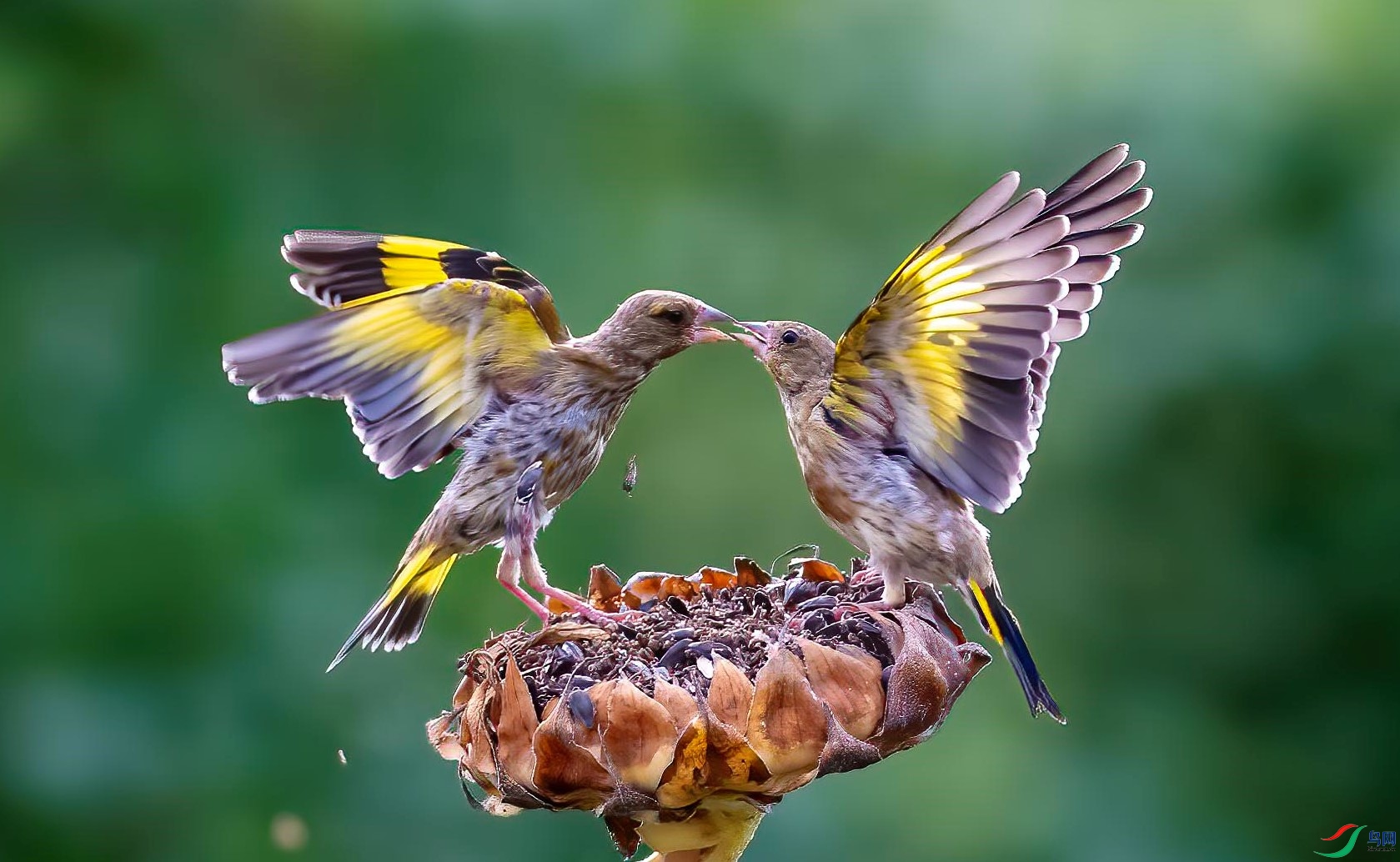 DSC_8727 ����.jpg