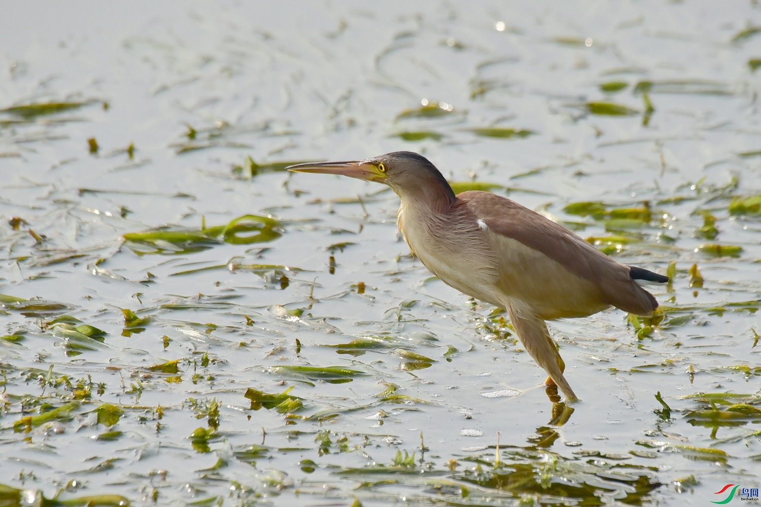 DSC_8753.JPG