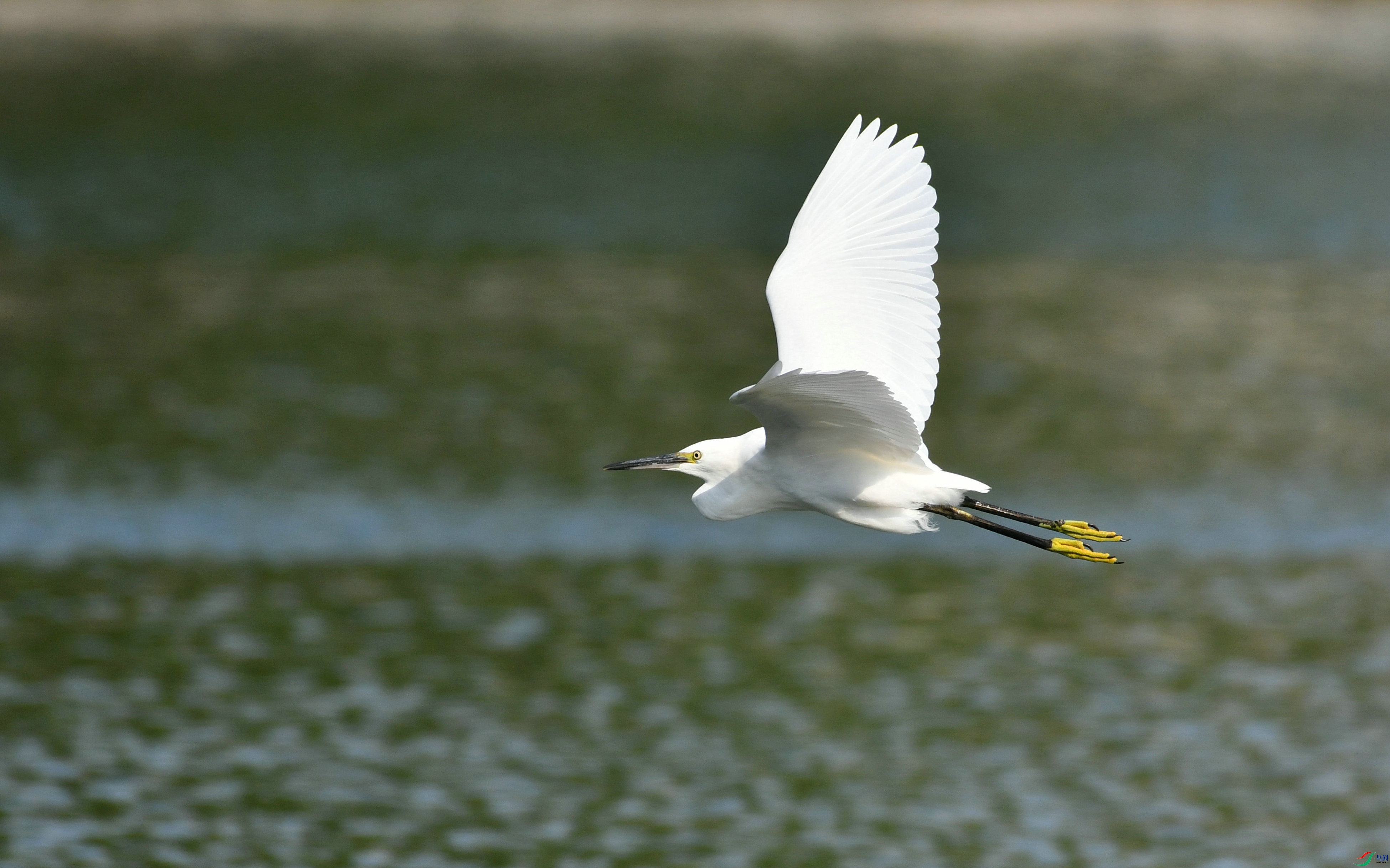 DSC_2009.JPG