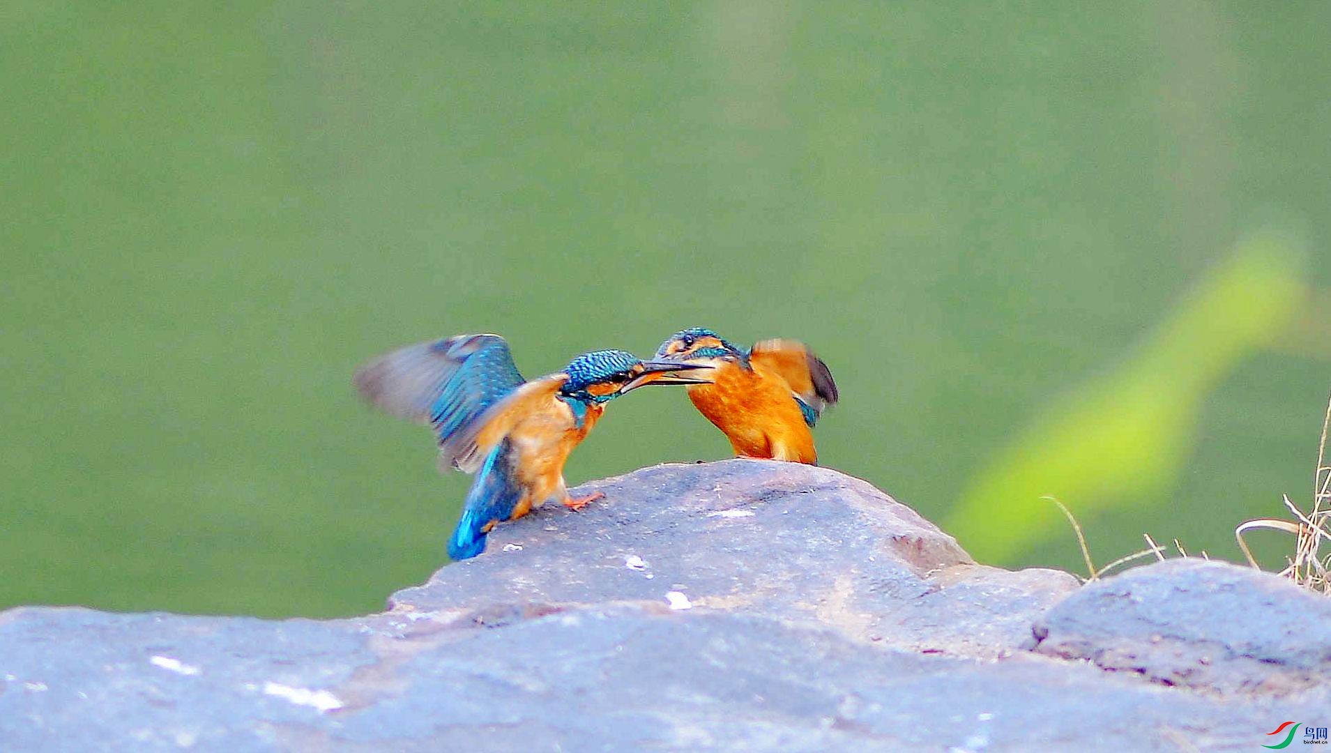 1 1153_����.jpg