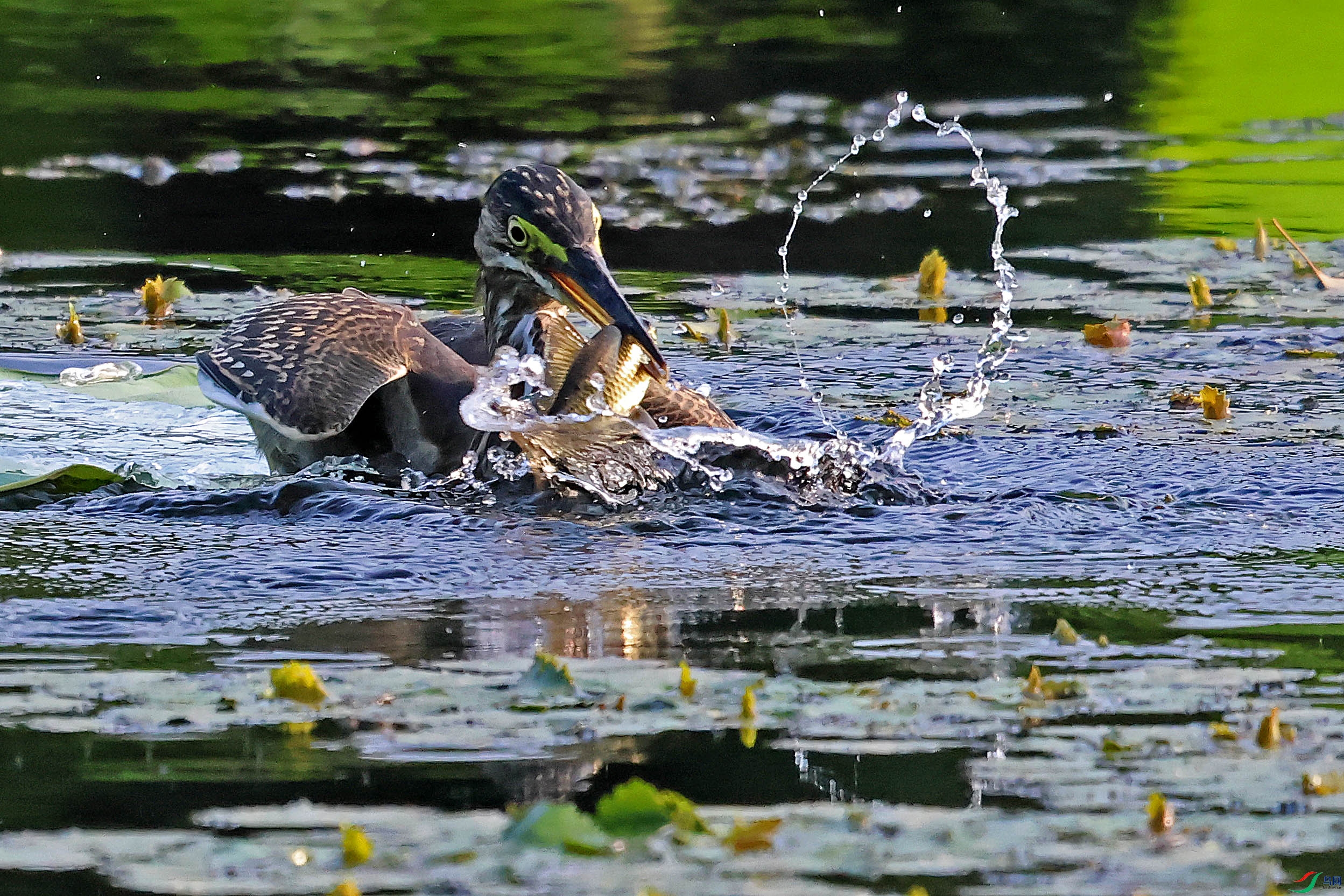 2G9A1348.JPG