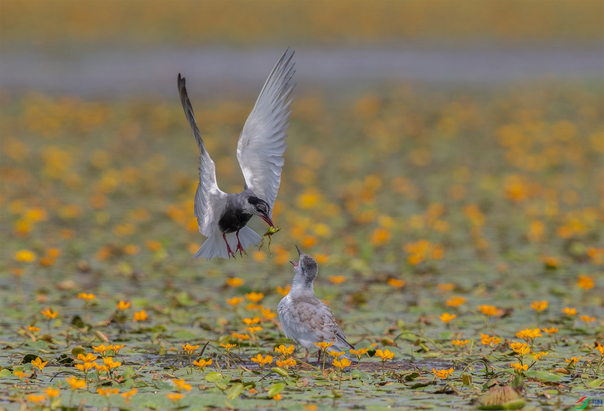 AB2I5679 ����.jpg