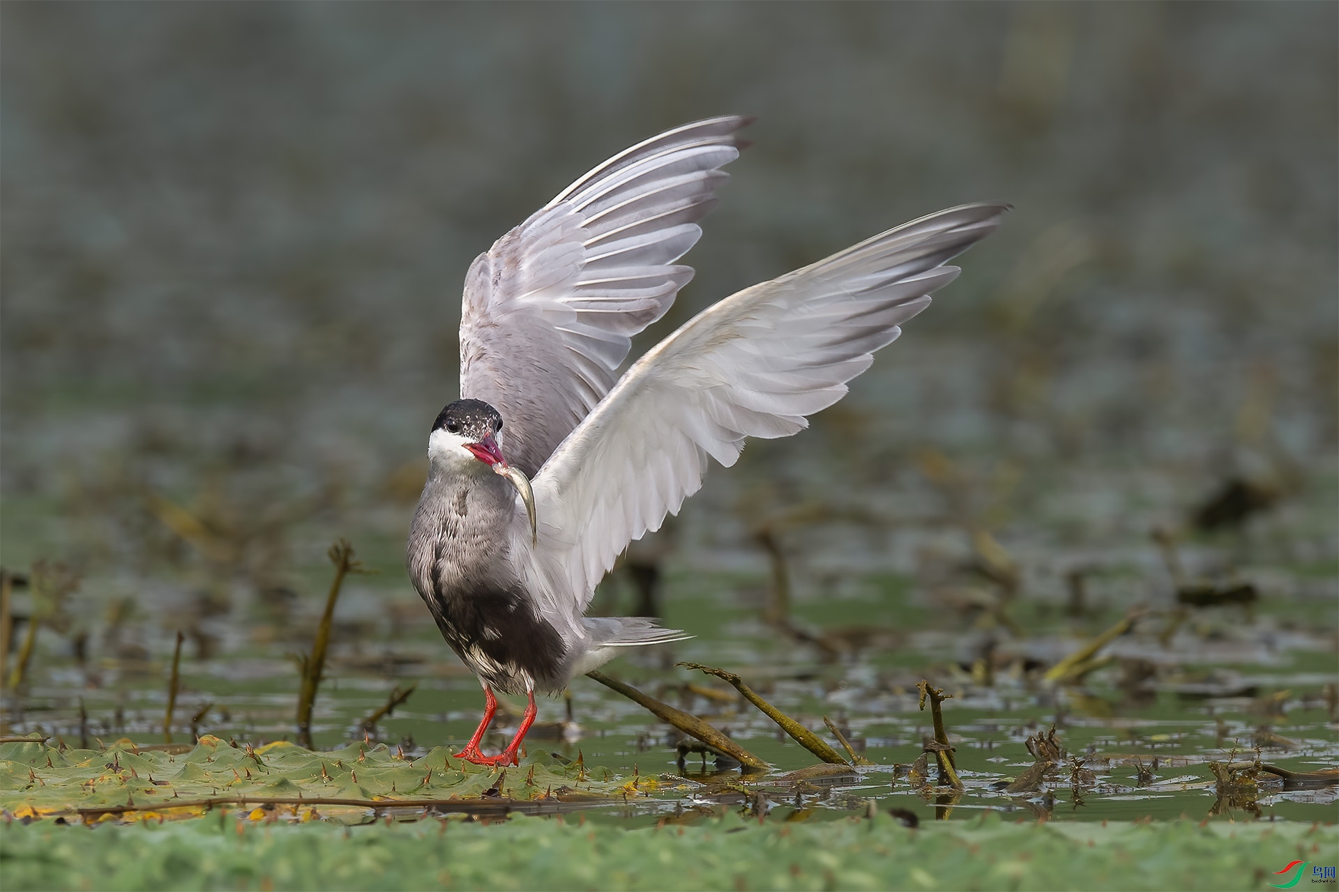 DSC_6900 ����.jpg