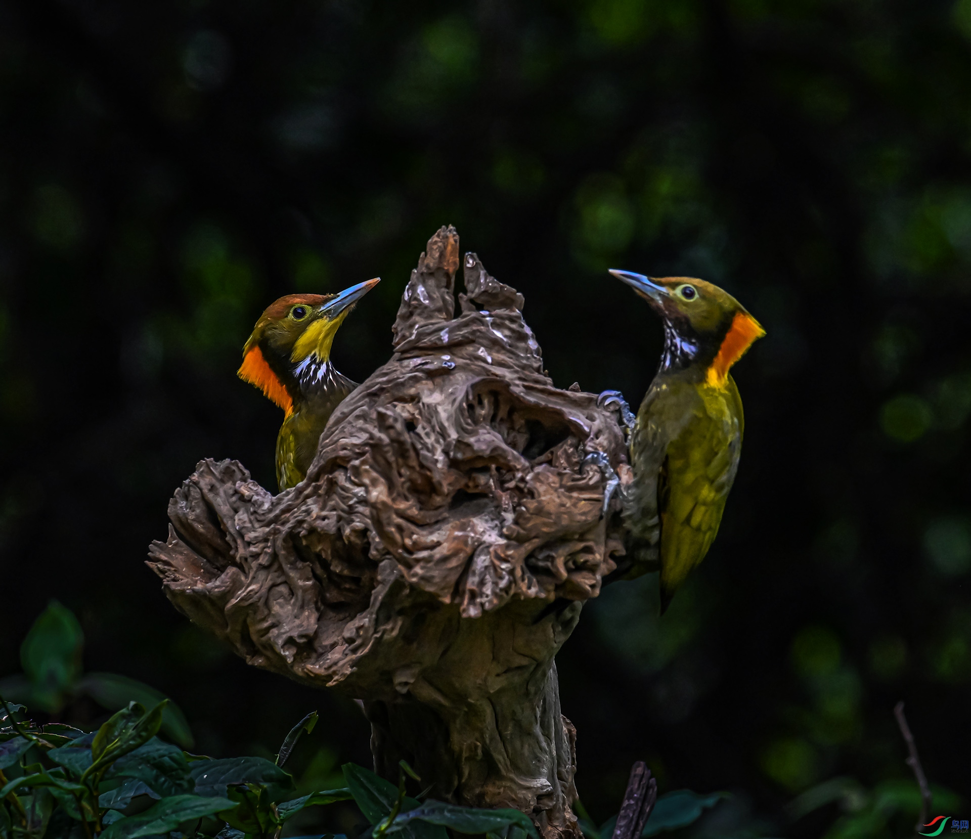 �ƹ���ľ��