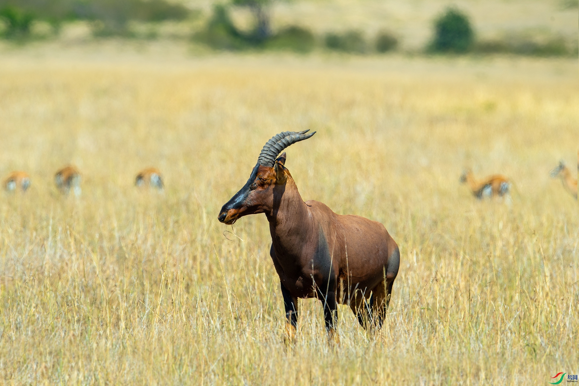 DSC_8464 ����.jpg