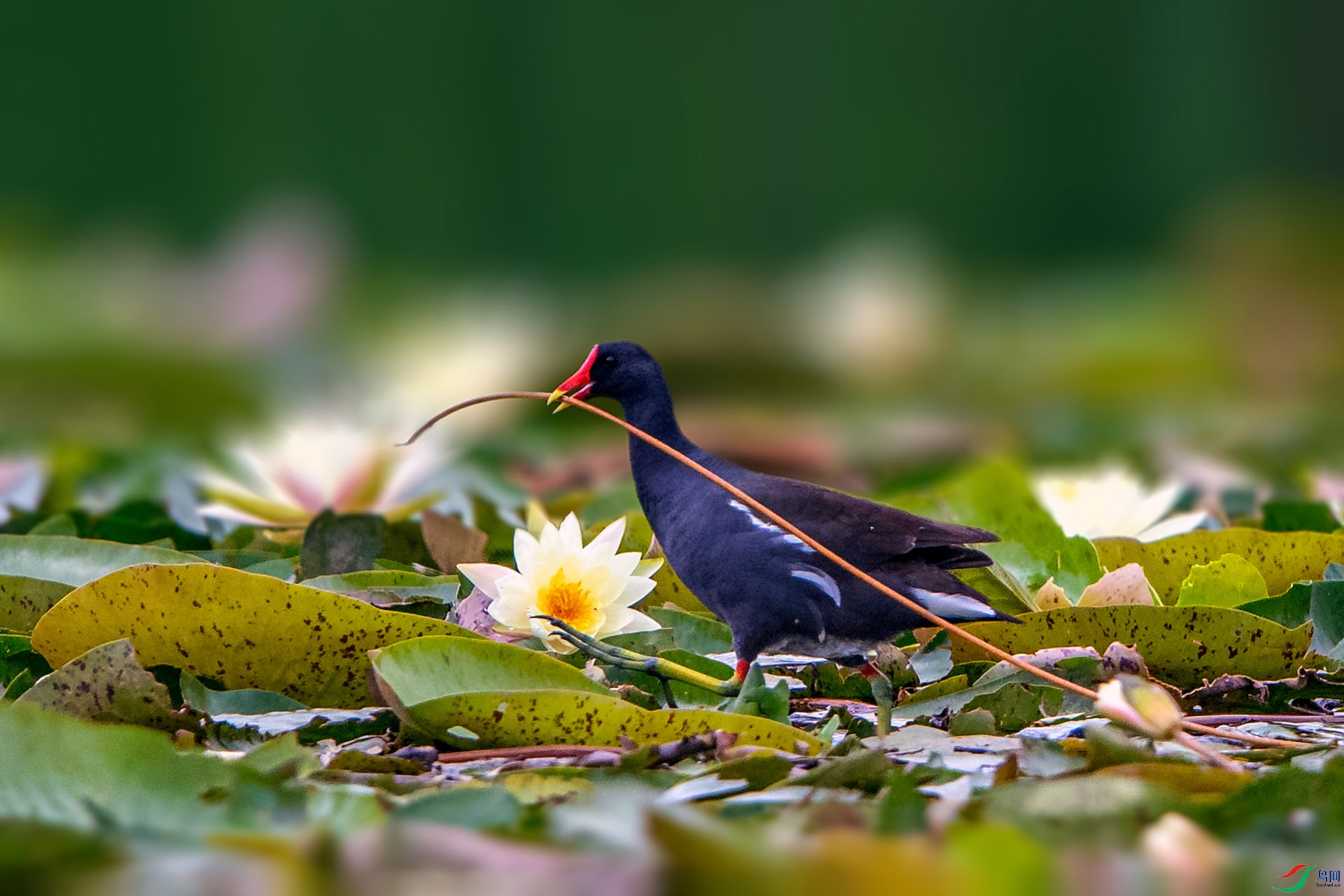 _AUU6155�տ�ĺ�ˮ��(24.6.28).jpg